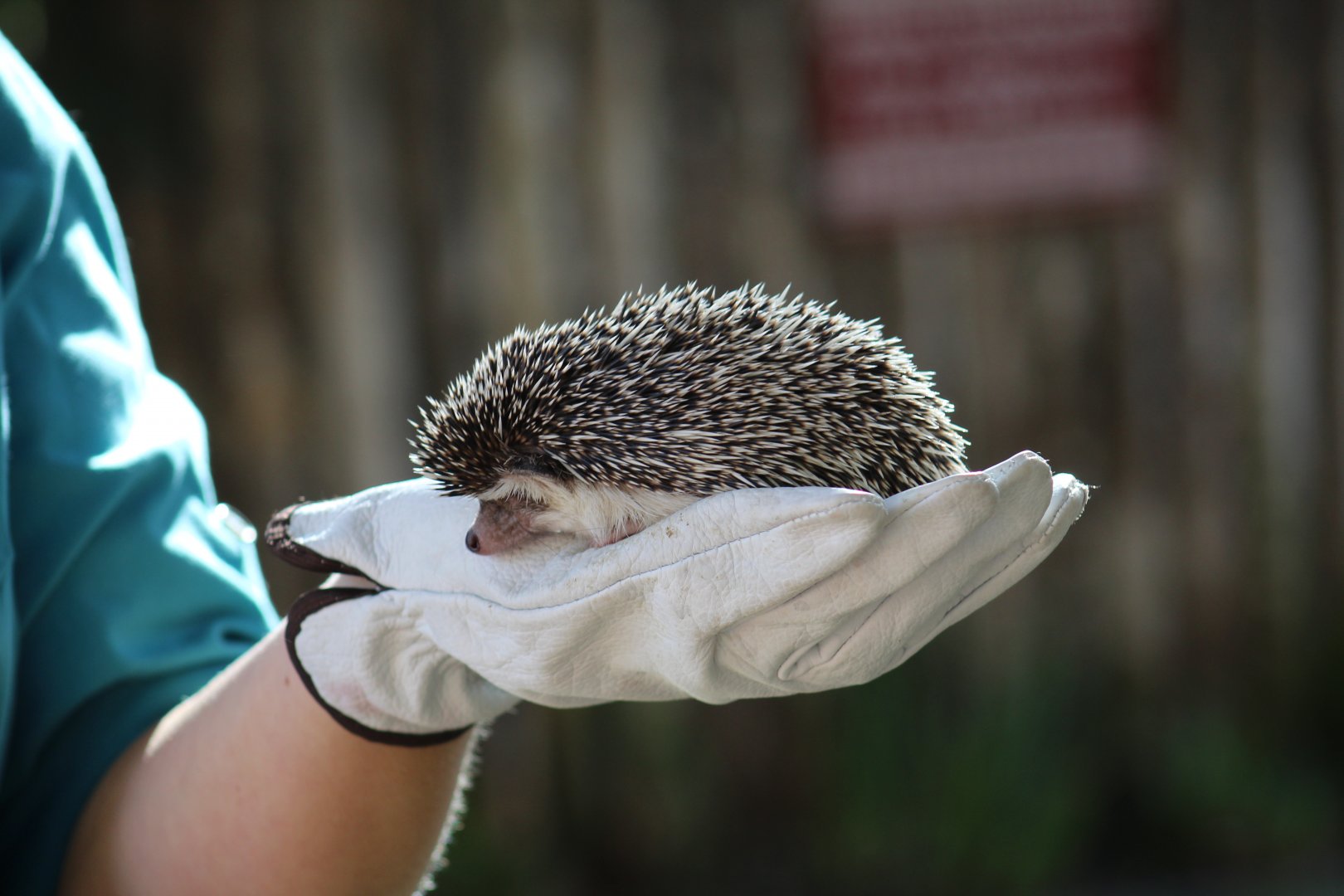 Four-Toed Hedgehog
