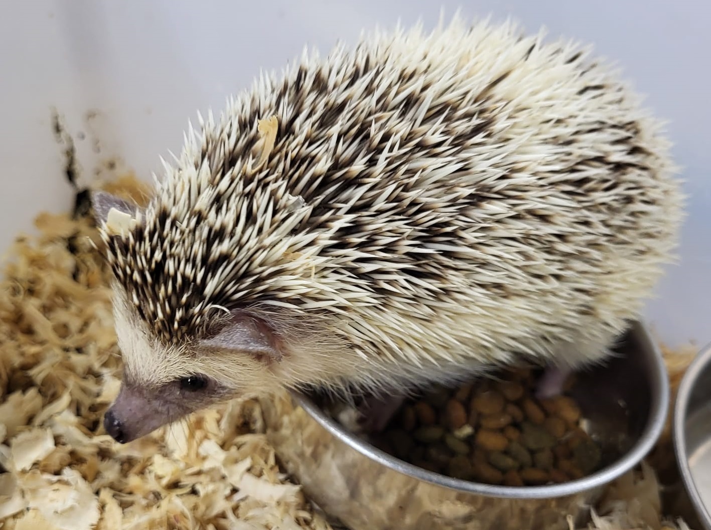 Four-toed hedgehog