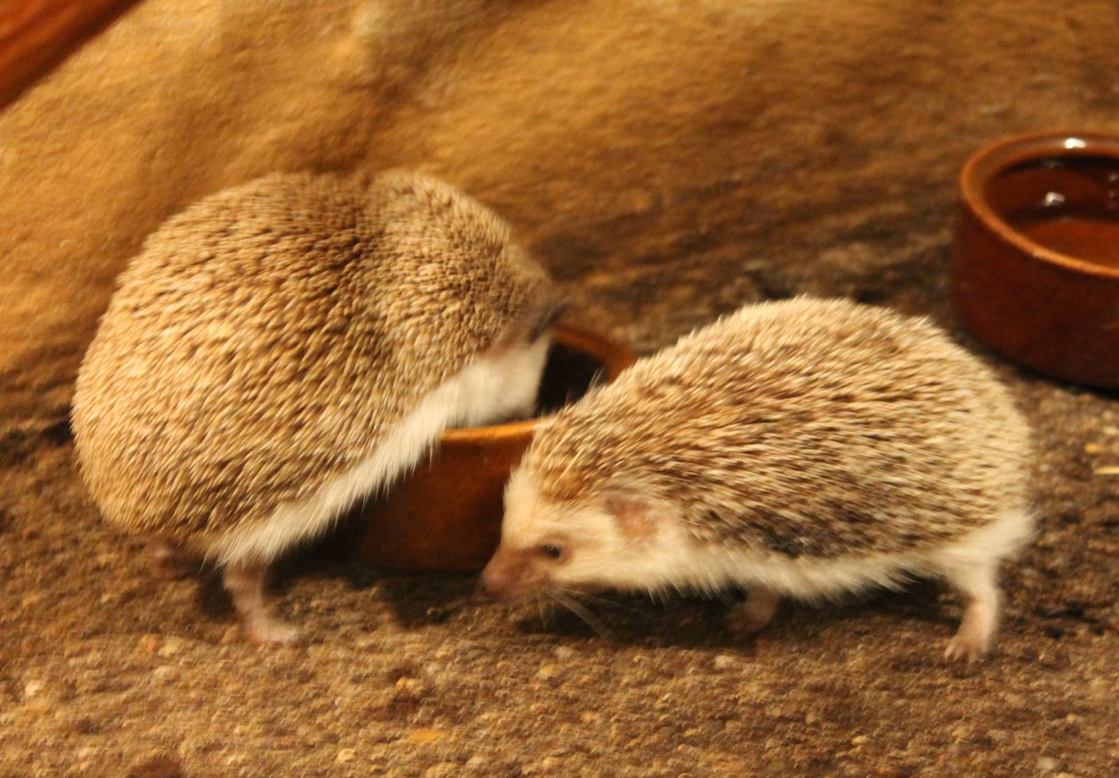 Four-toed hedgehogs
