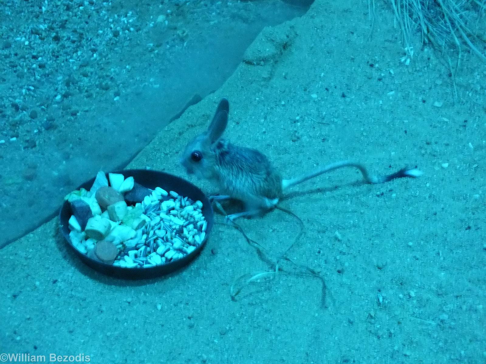 Four-toed Jerboa