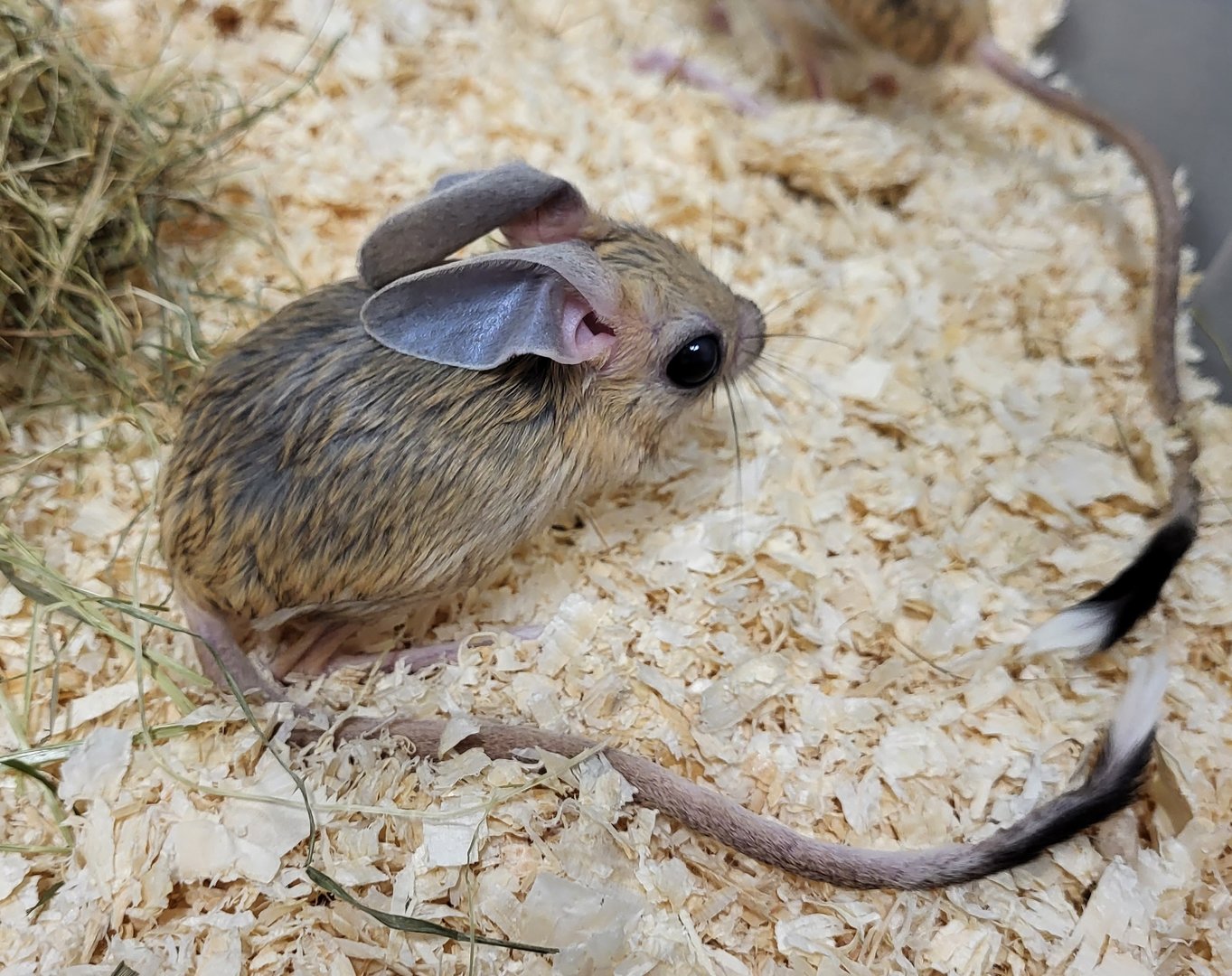 Four-toed jerboa