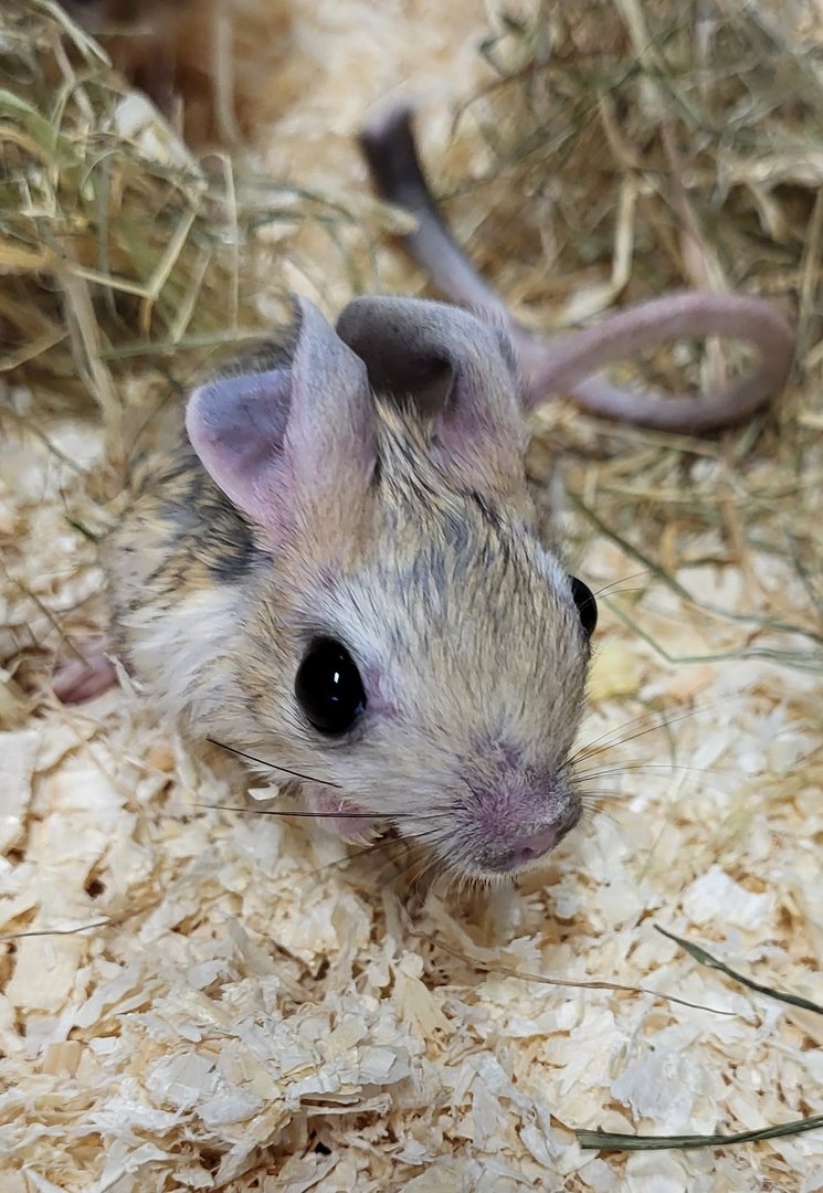 Four-toed jerboa