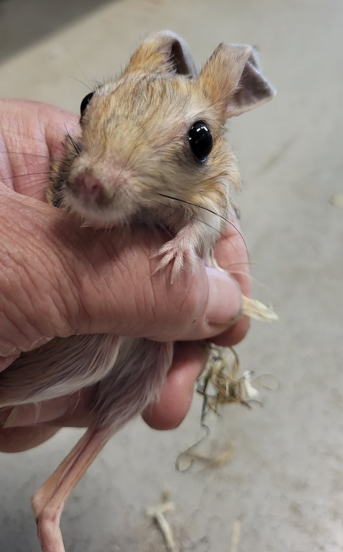 Four-toed jerboa