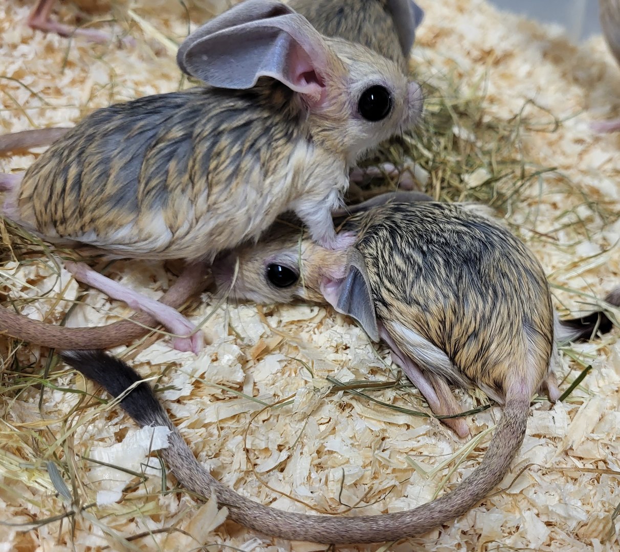 Four-toed jerboas