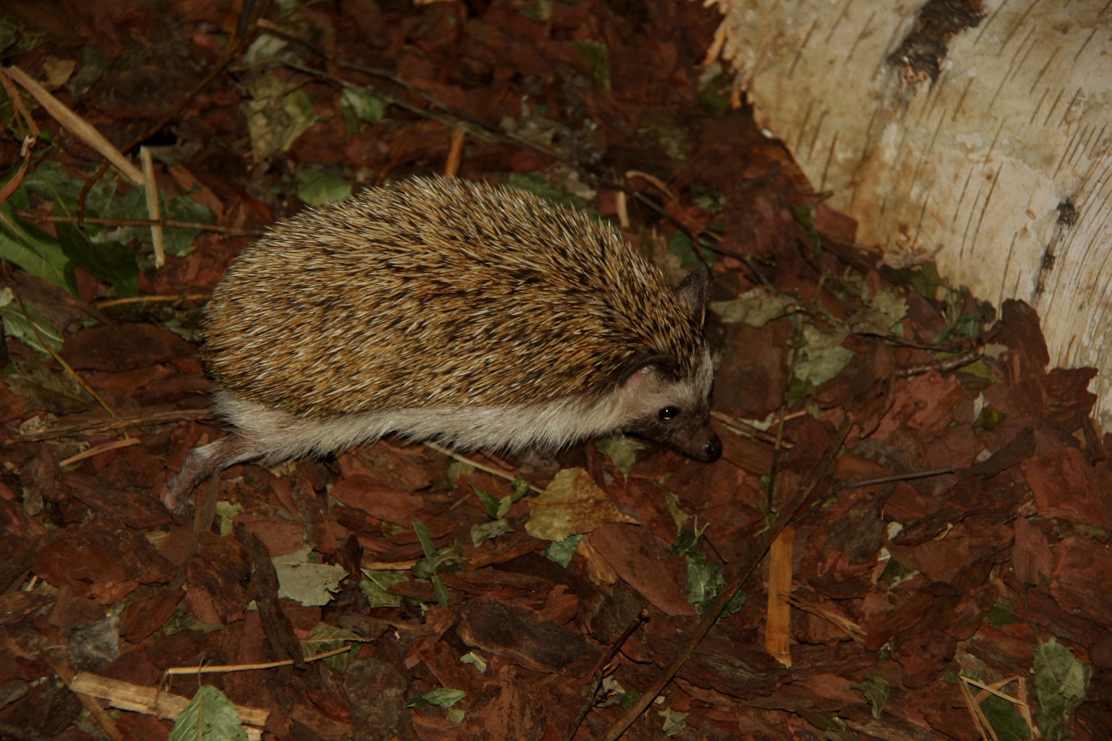 Four-toed or African pygmy hedgehog (Atelerix albiventris)