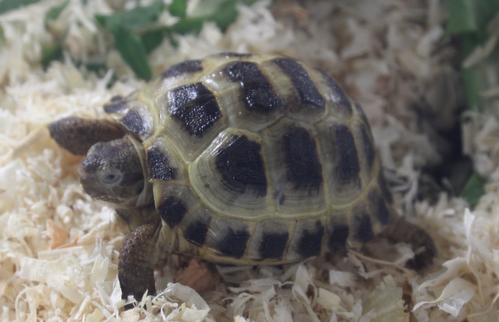 Four-toed tortoise - Agrionemys horfieldii