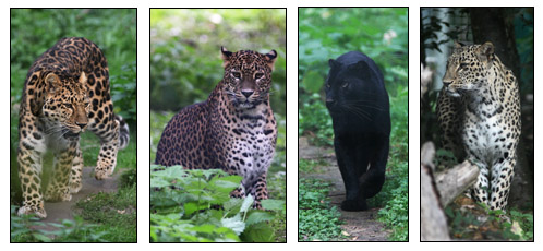 four types of leopard