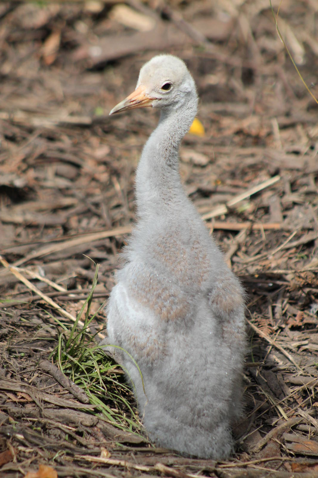 four-week-old brolga chick (Grus rubicunda)