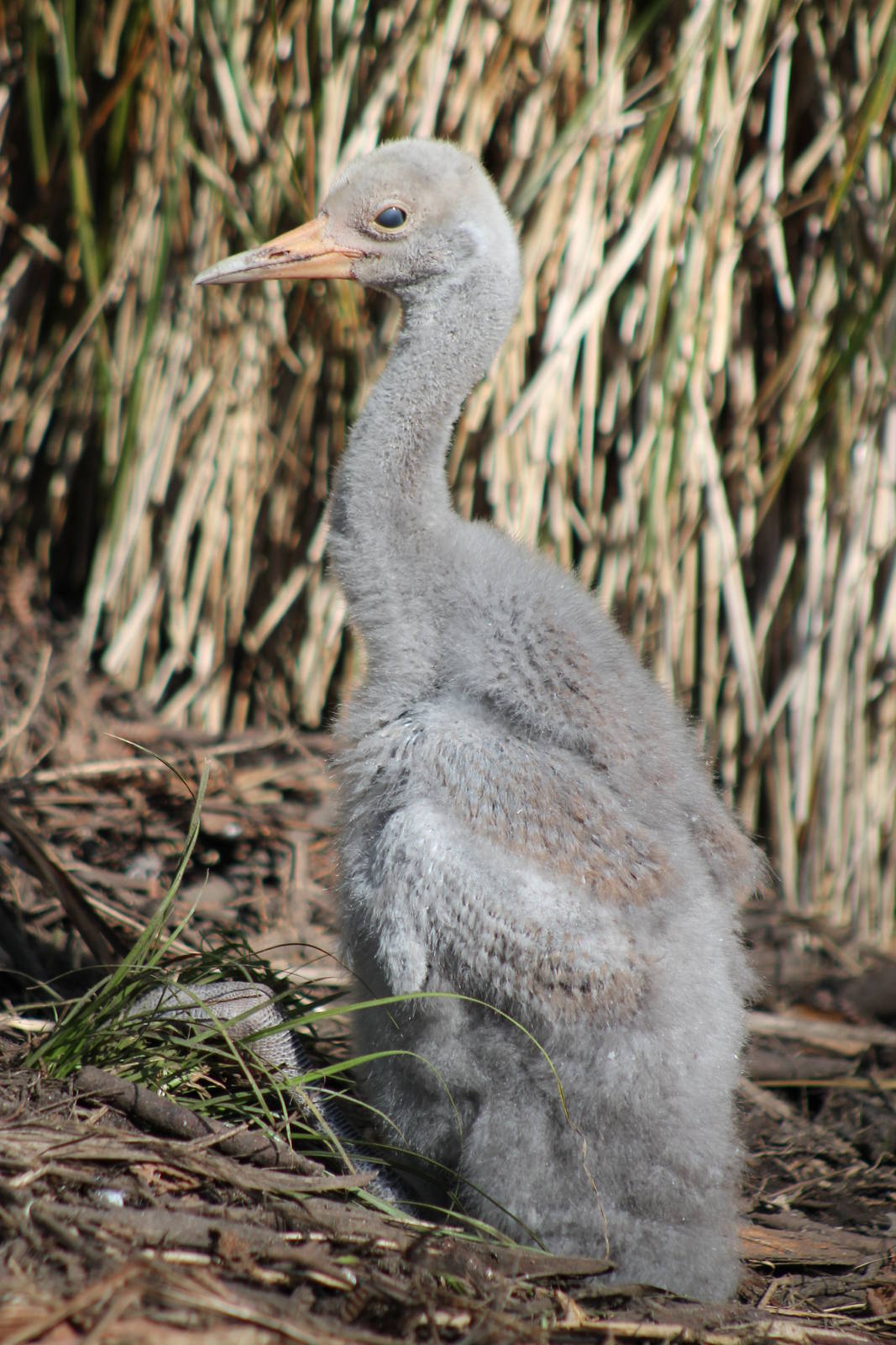 four-week-old brolga chick (Grus rubicunda)