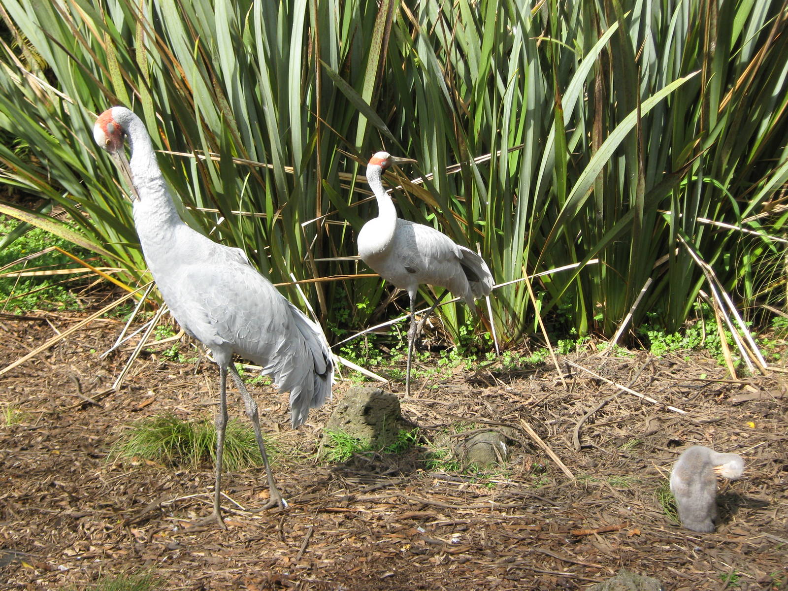 four-week-old brolga chick with parents
