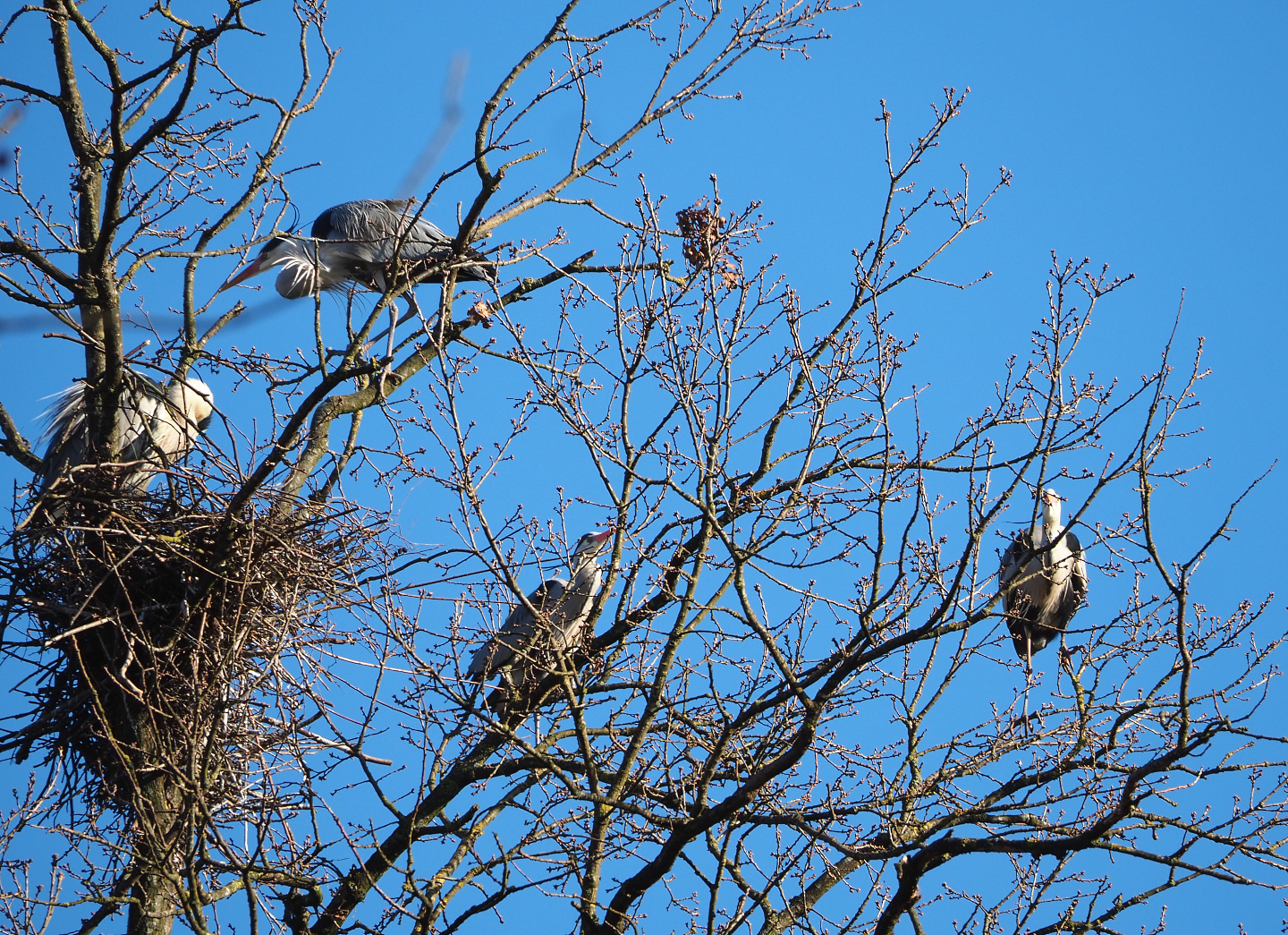 Four wild Grey herons (Ardea cinerea) in one of the trees, 2022-02-12
