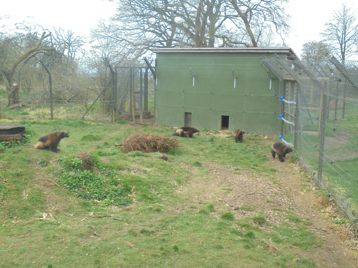 Four wolverines out and about.