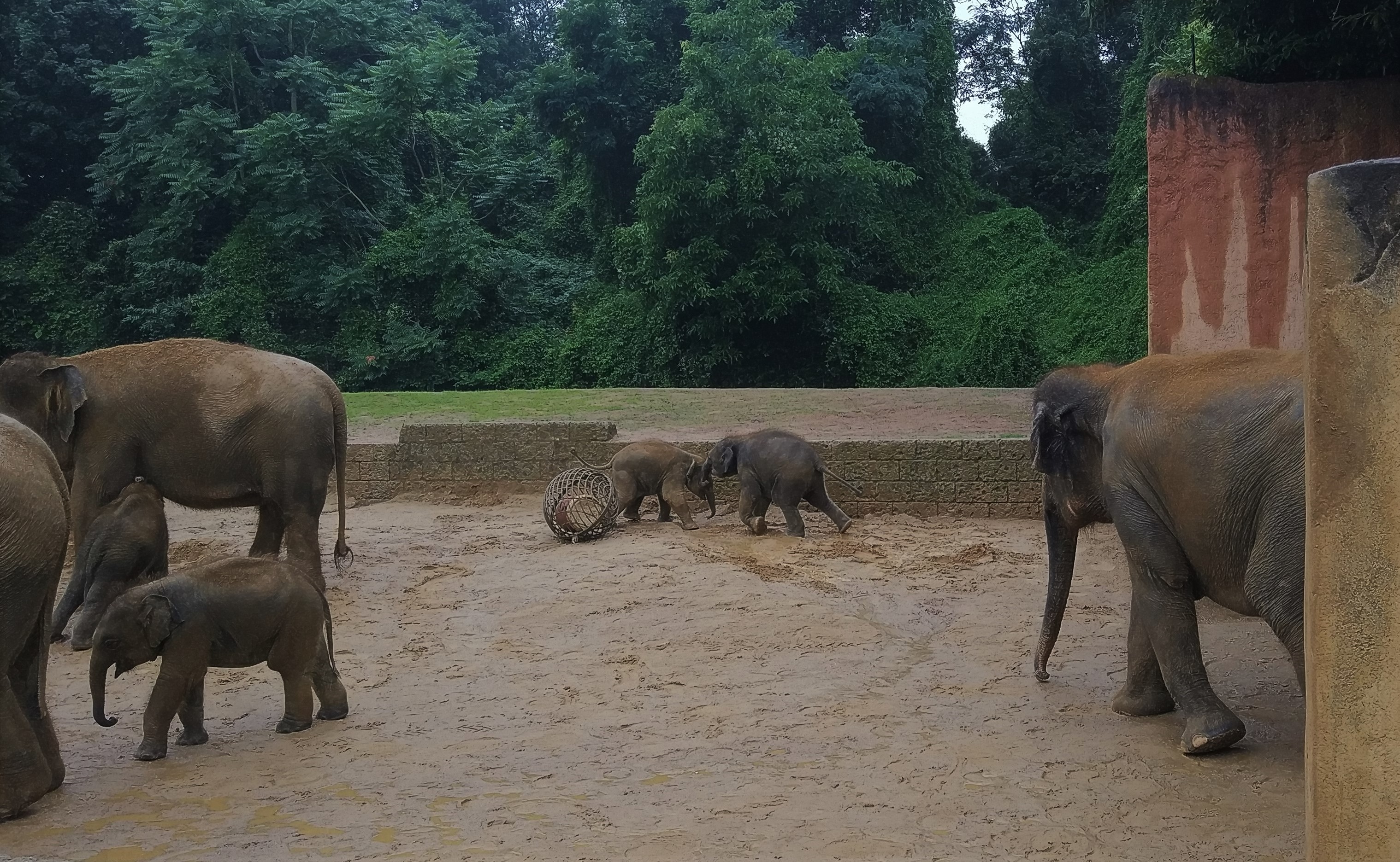 Four Young Elephants - Asia