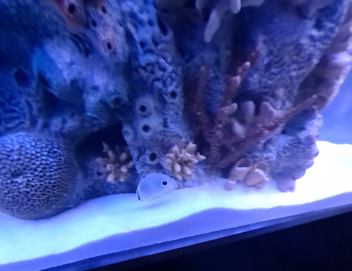 Foureye Butterflyfish? (4/19/25)