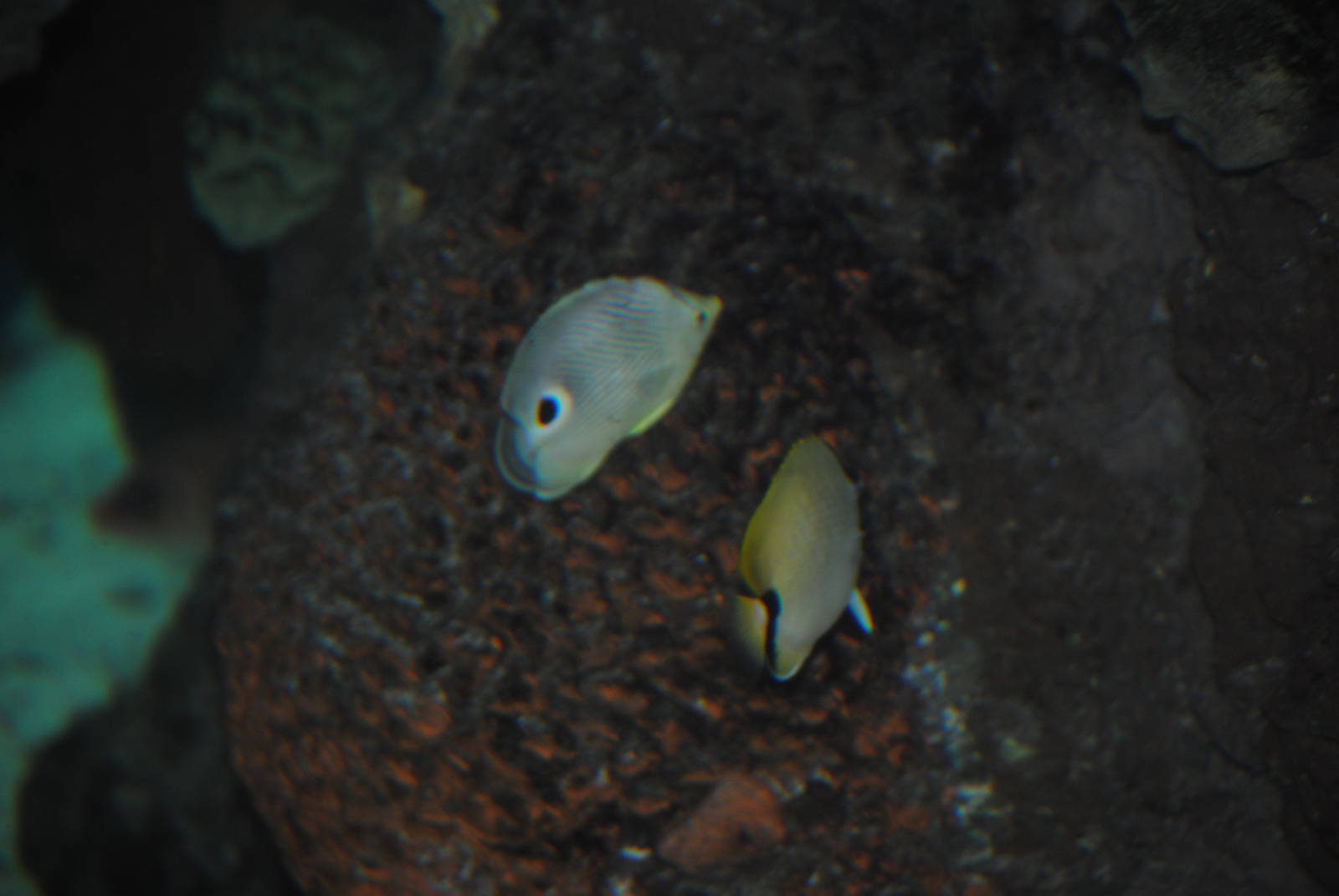 Foureye Butterflyfish and Reef Butterflyfish
