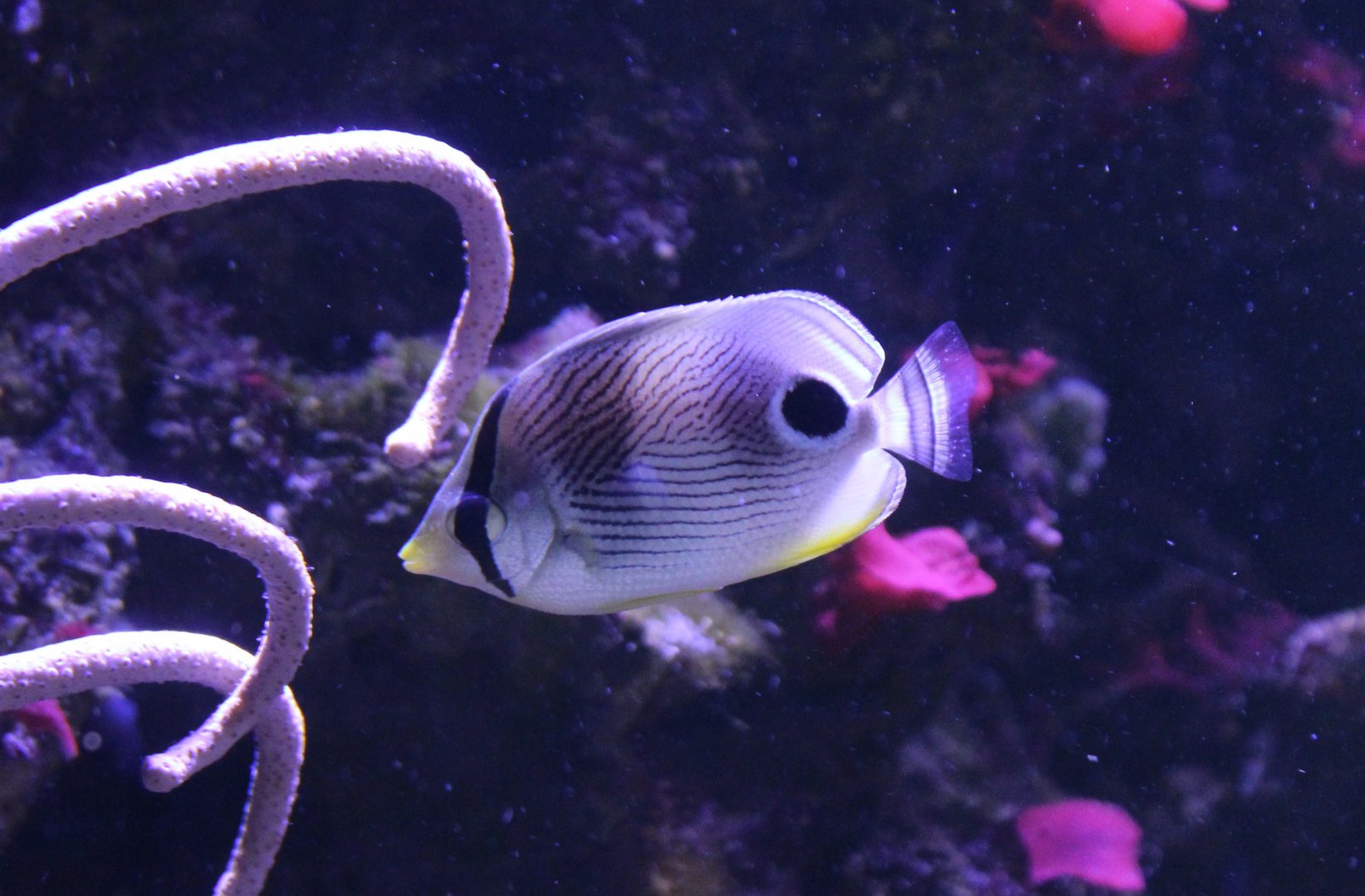 Foureye butterflyfish - Chaetodon capistratus