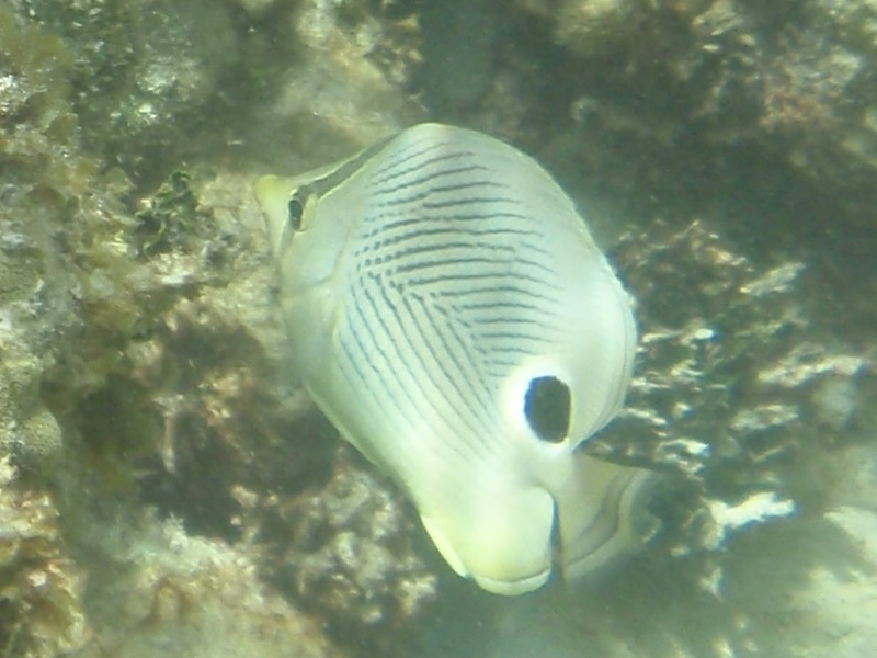 Foureye butterflyfish (Chaetodon capistratus)