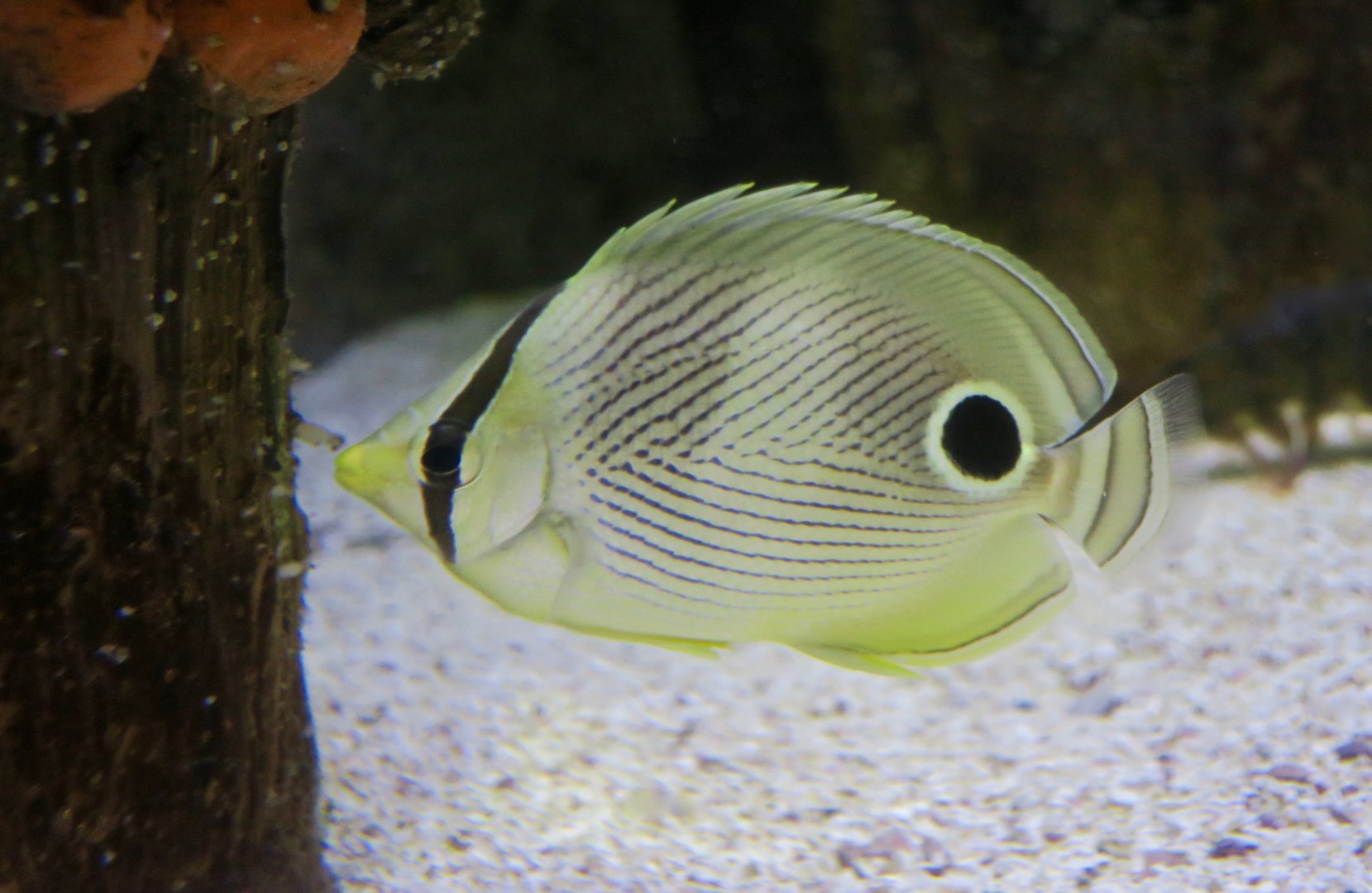 Foureye Butterflyfish (Chaetodon capistratus)