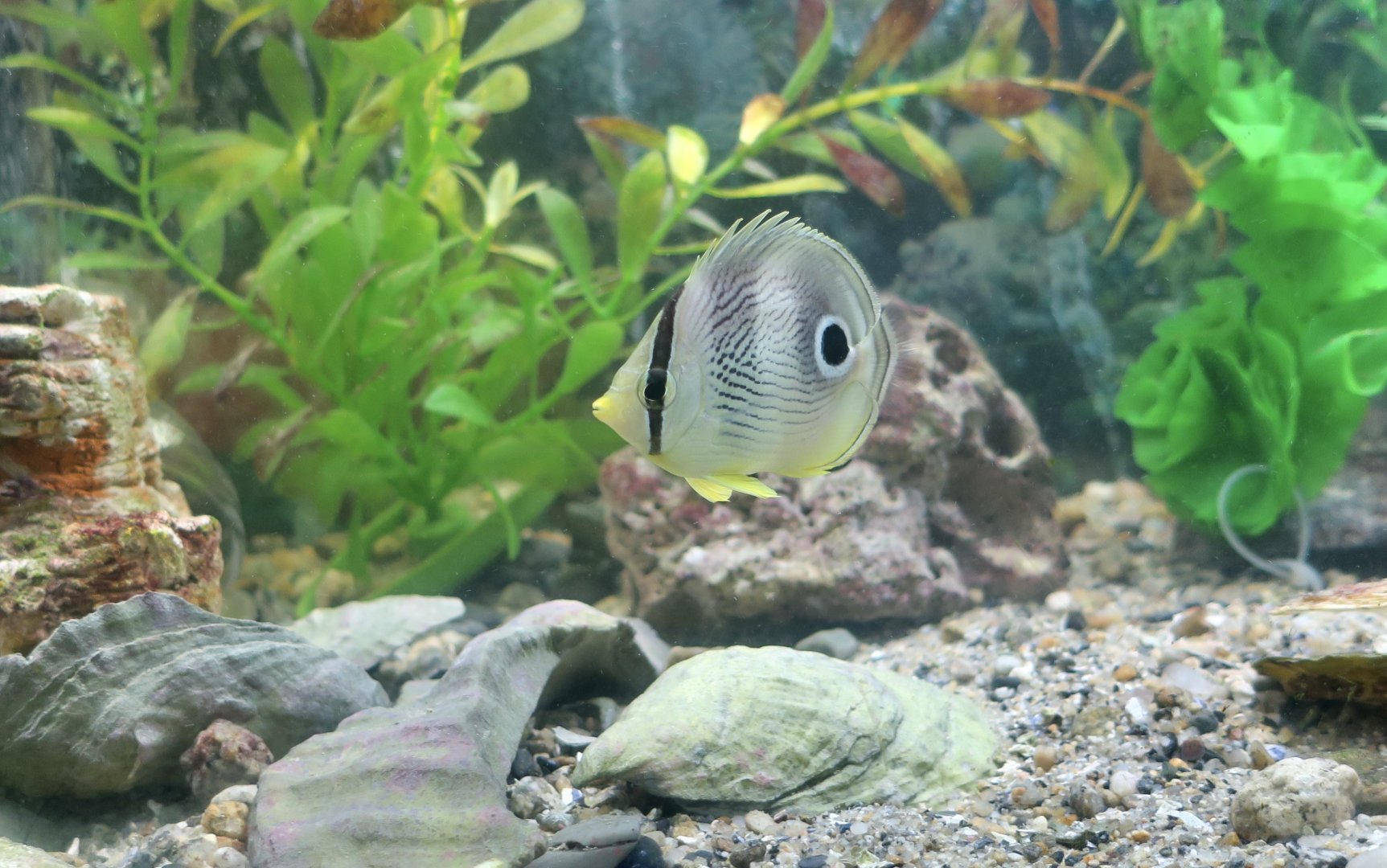 Foureye Butterflyfish (Chaetodon capistratus)