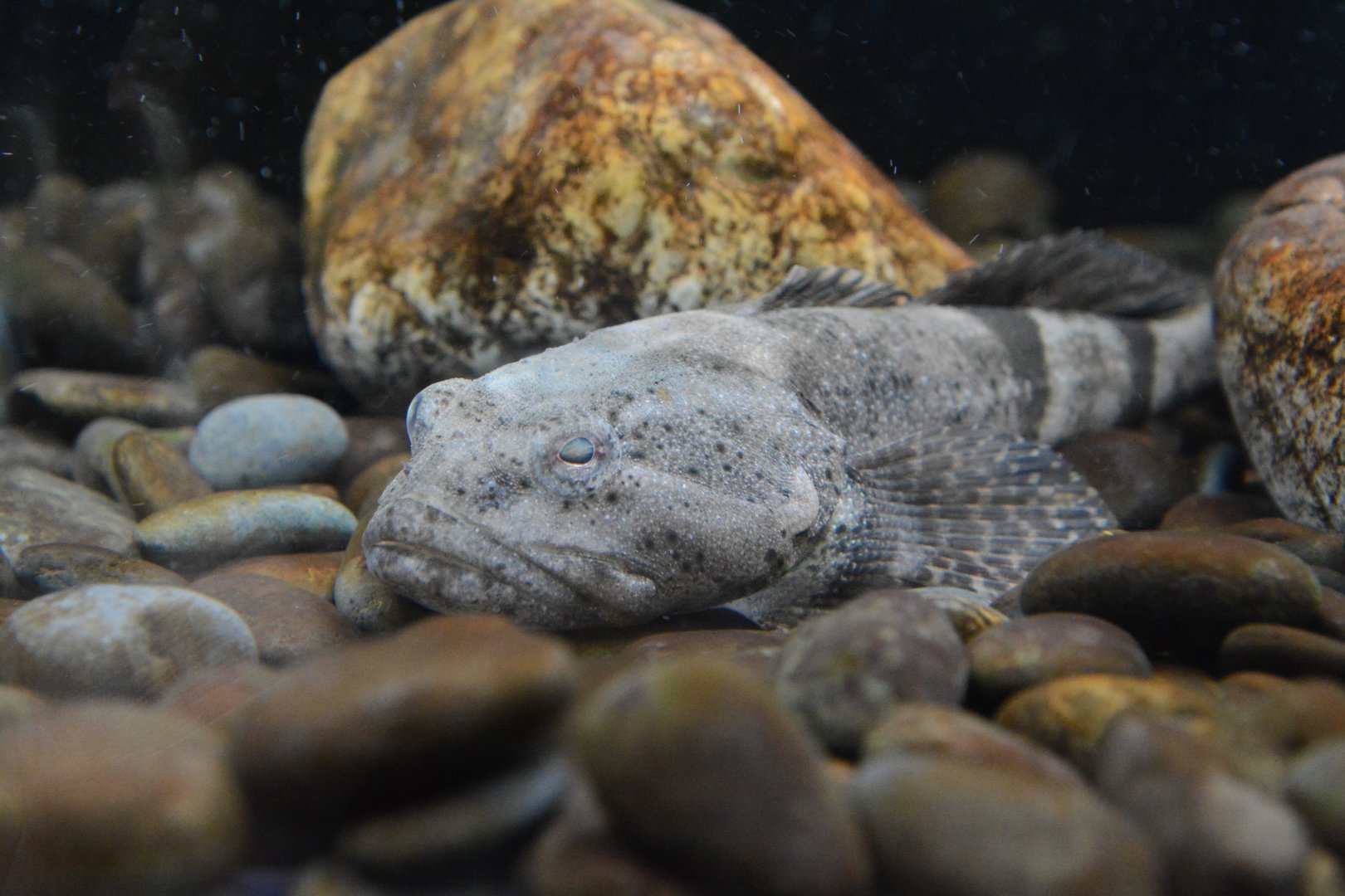 Fourspine sculpin (Cottus kazika)
