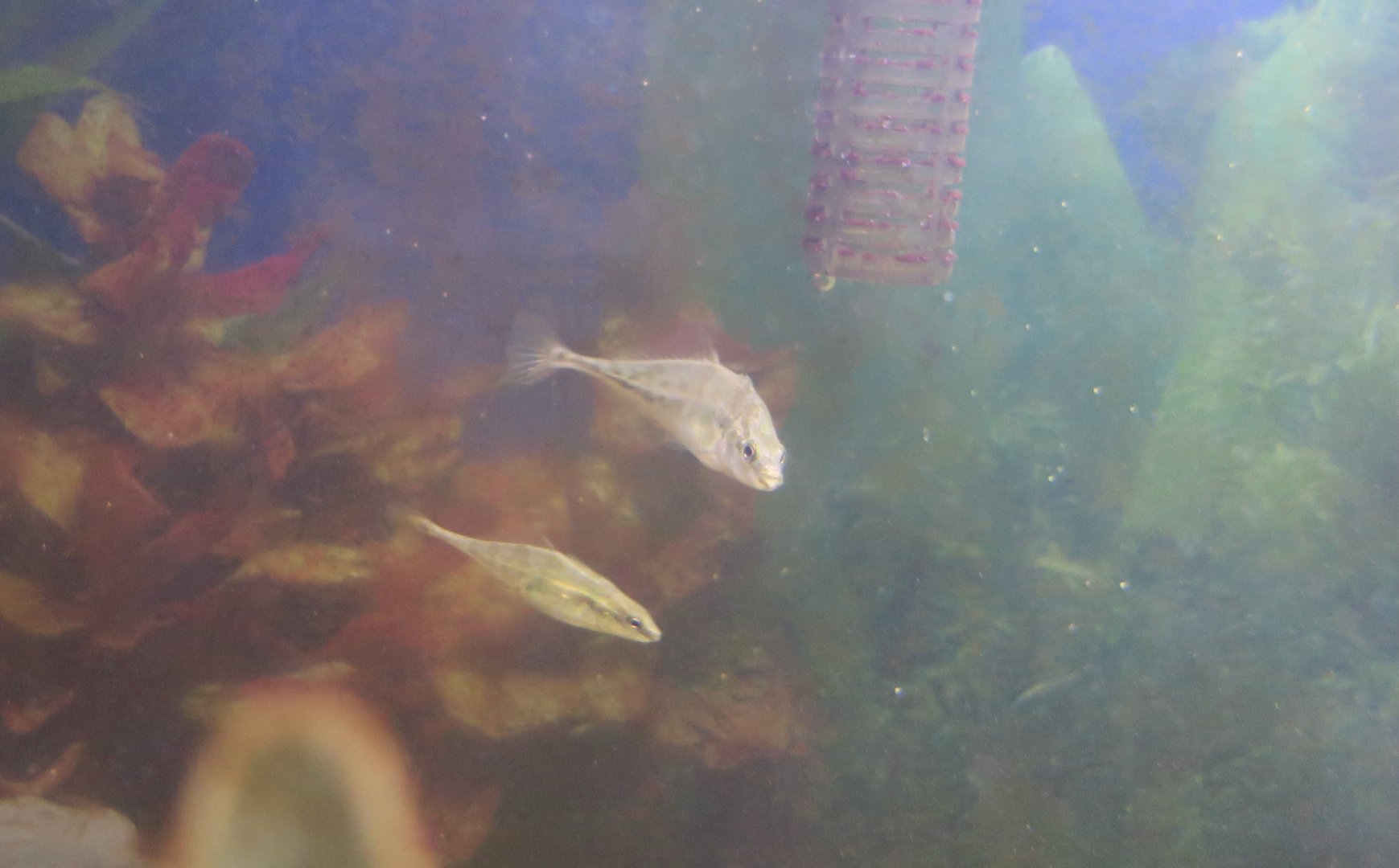 Fourspine Stickleback (Apeltes quadracus)