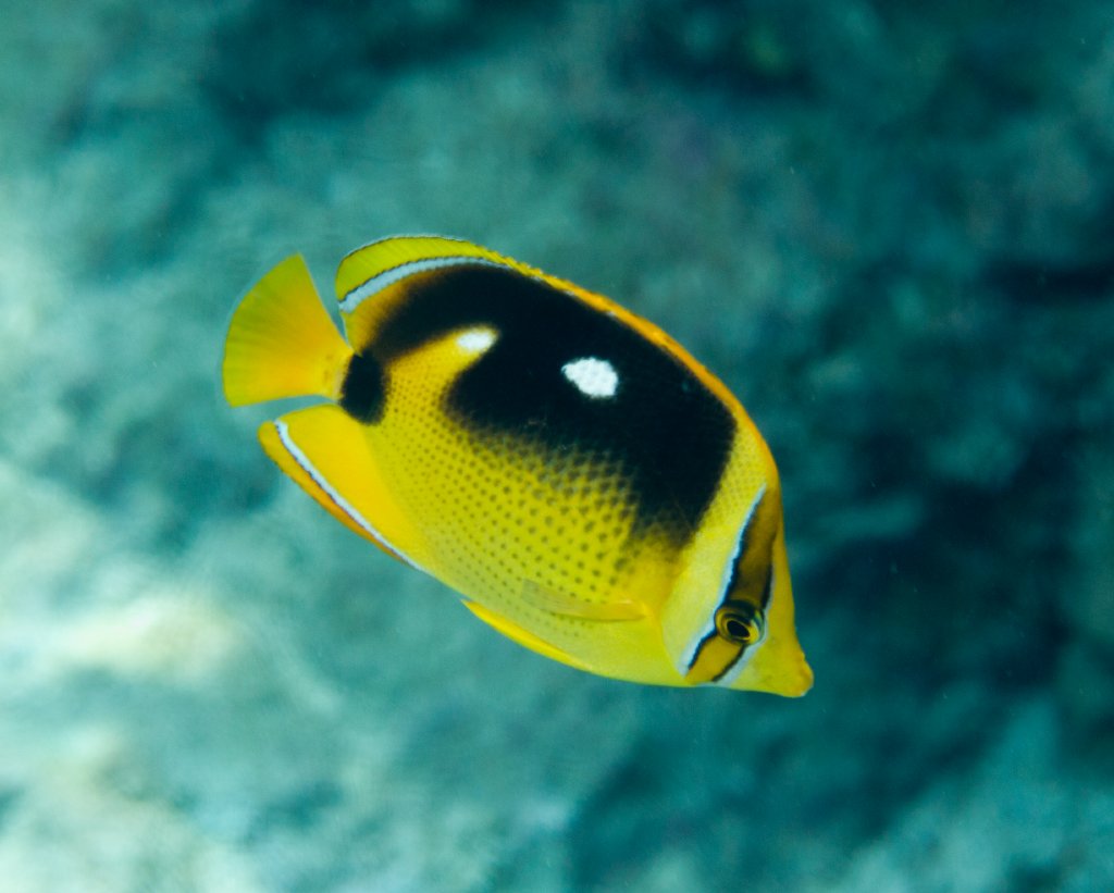 Fourspot Butterflyfish (Chaetodon quadrimaculatus)