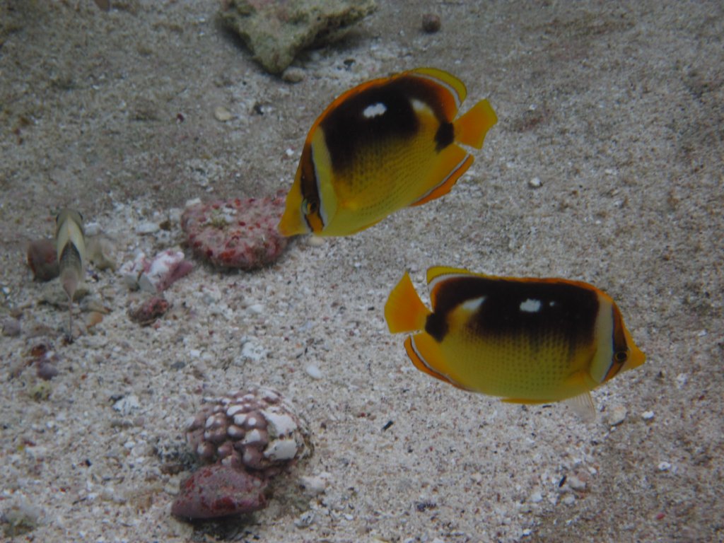 Fourspot Butterflyfish