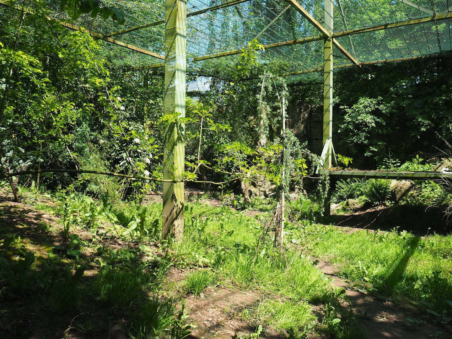 Fourth Amur leopard exhibit, 2023-05-19