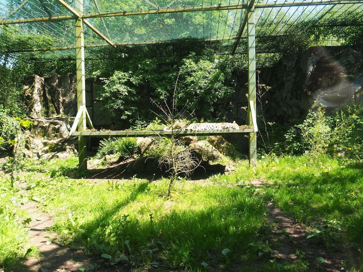 Fourth Amur leopard exhibit, 2023-05-19