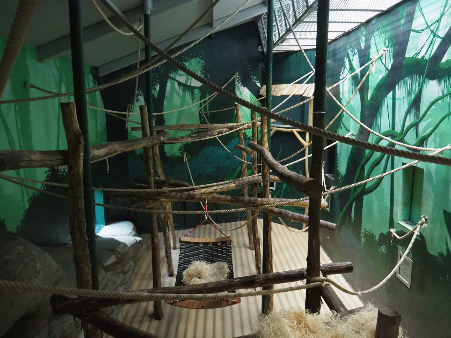 Fourth bonobo indoor exhibit, 2020-01-11