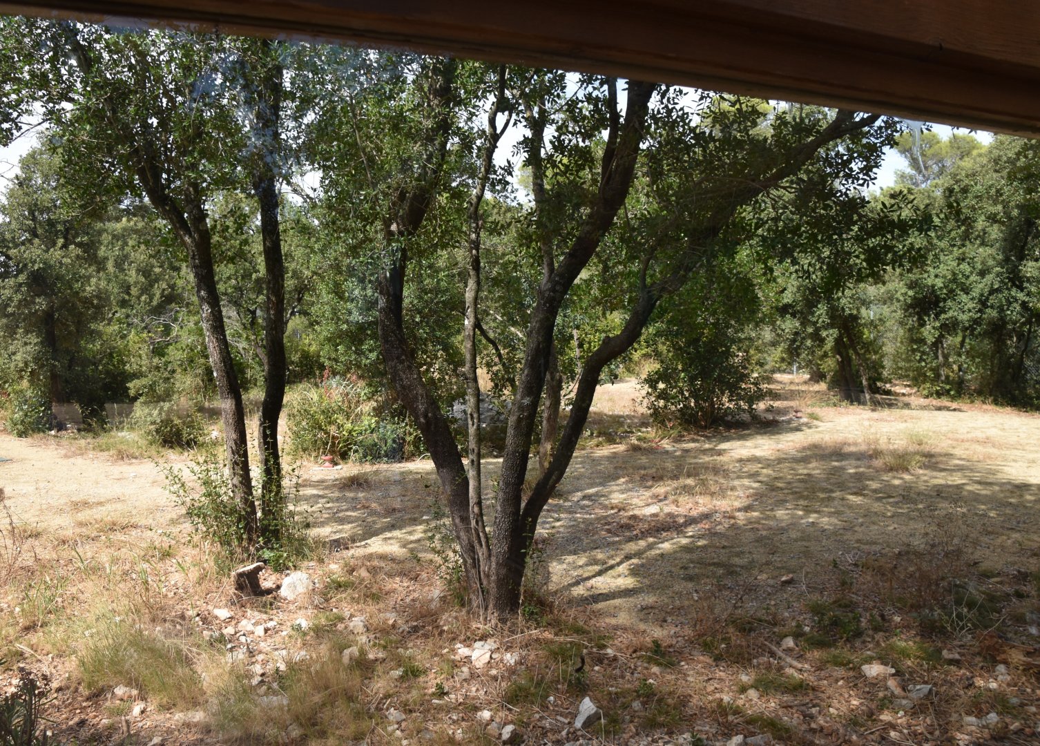 Fourth cheetah exhibit