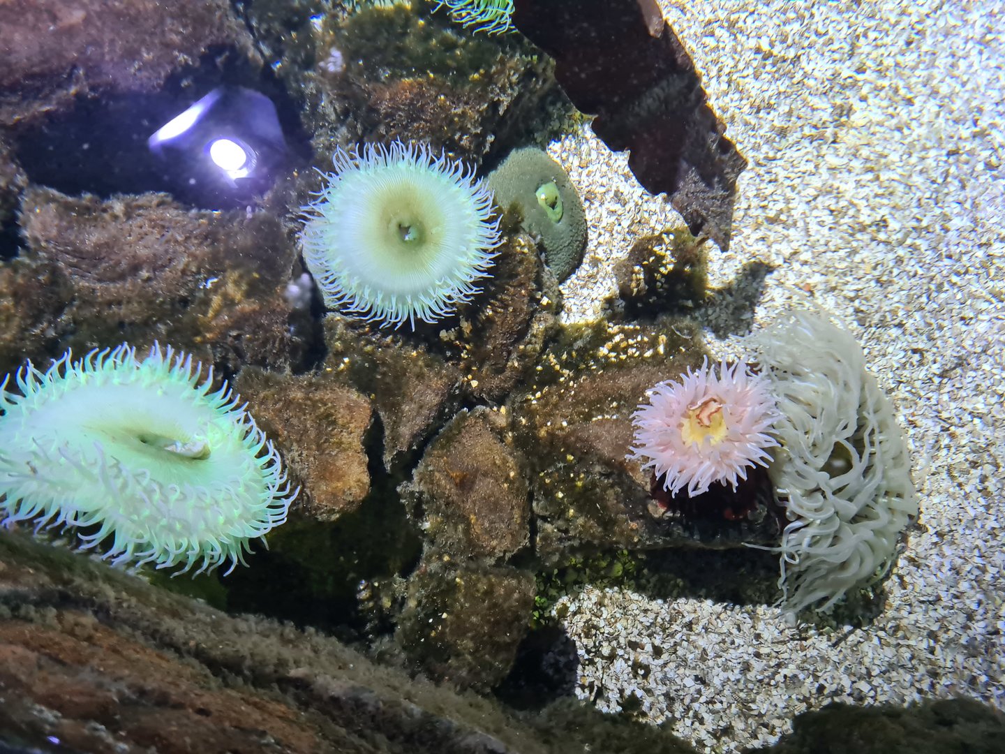 Fourth room - Large anemones