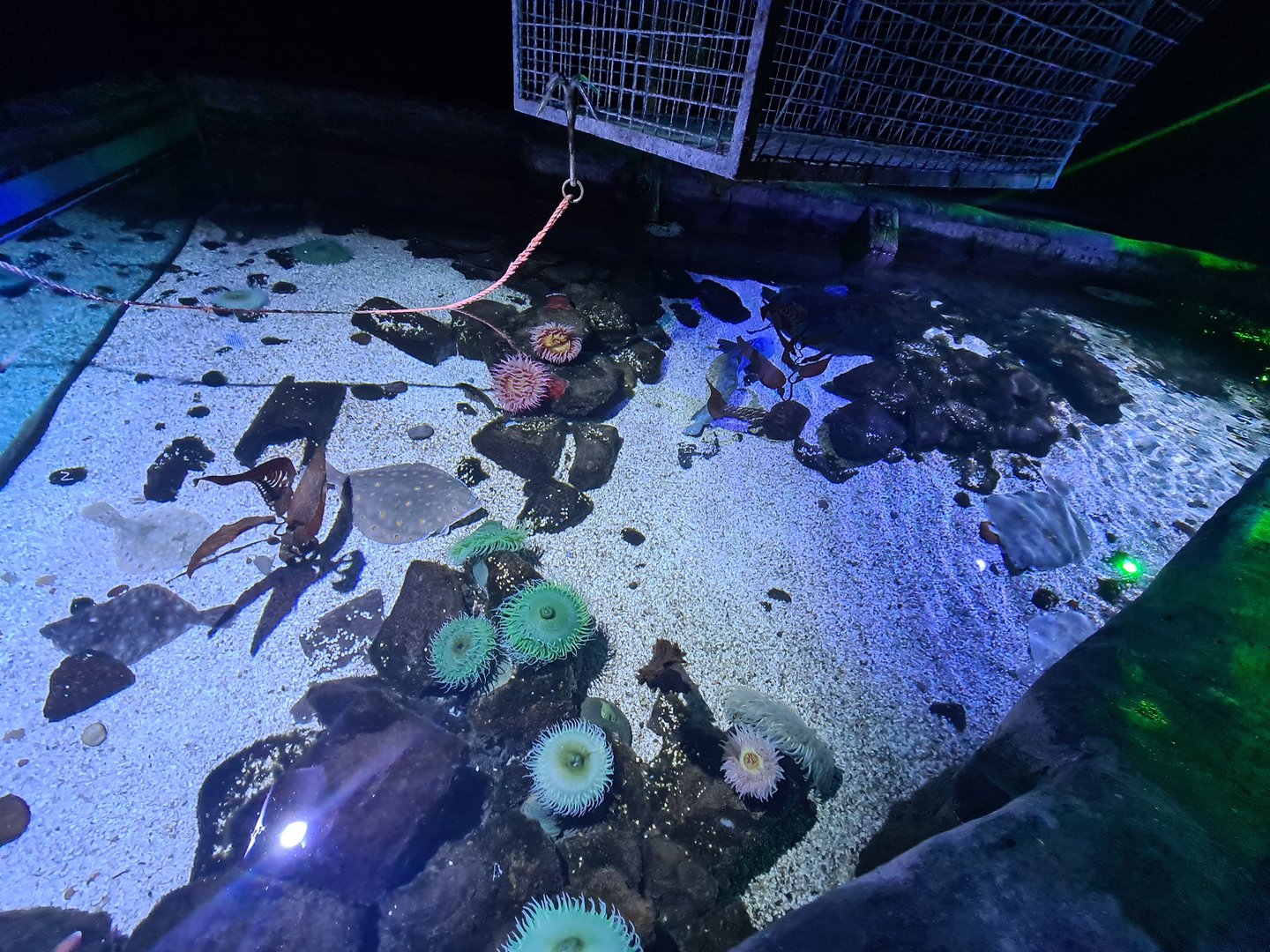 Fourth room - Tank from above