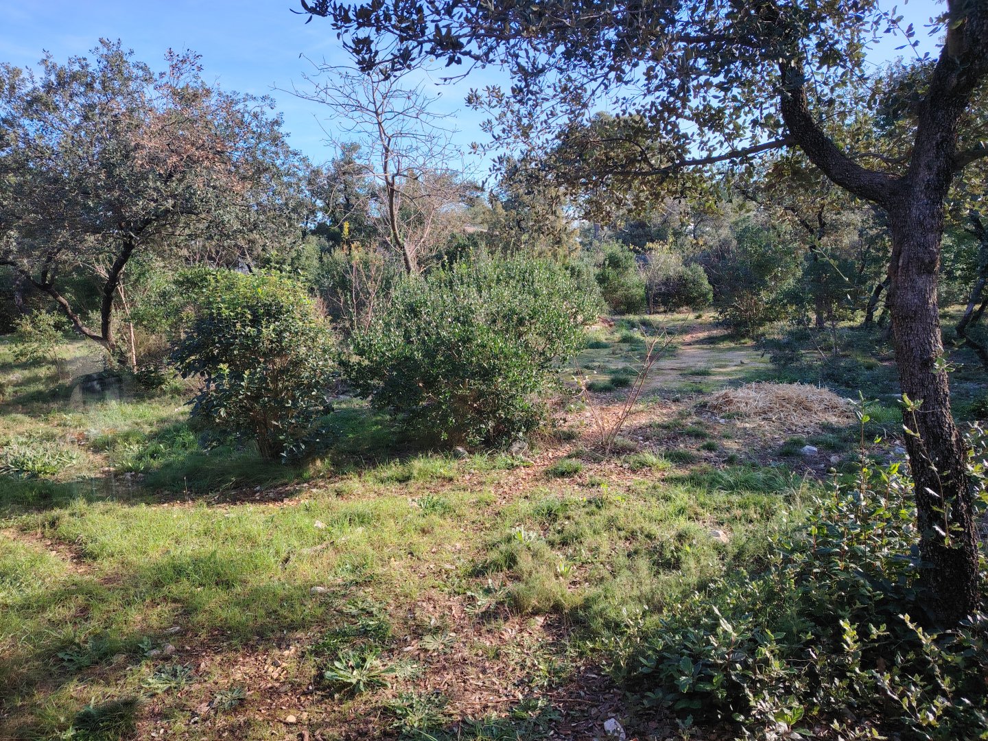 Fourth South-african Cheetah (Acinonyx jubatus jubatus) Exhibit
