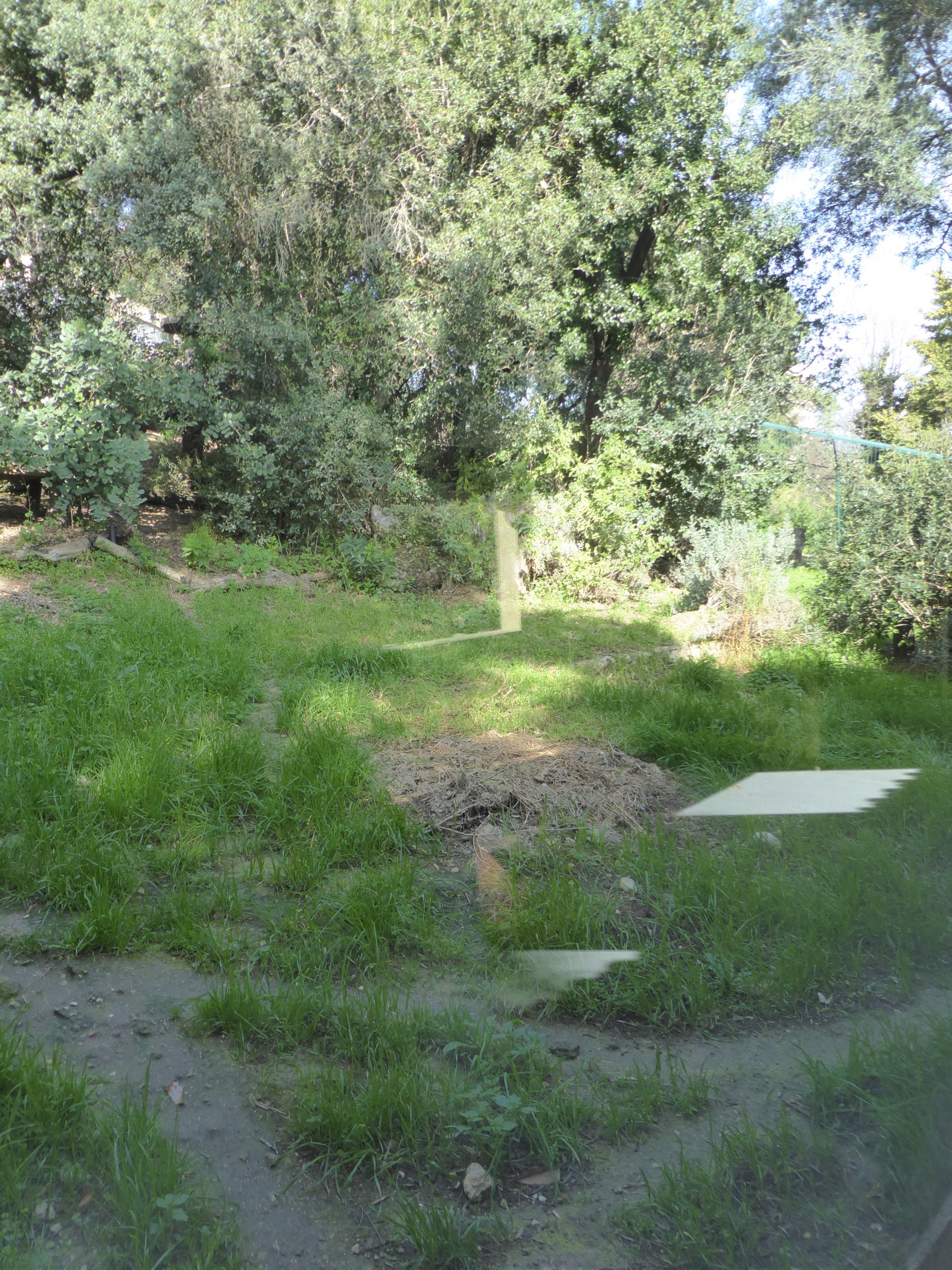 Fourth viewing window into the exhibit for Iberian Lynx (Lynx pardinus) within the "Tapada do Lince-ibérico" complex