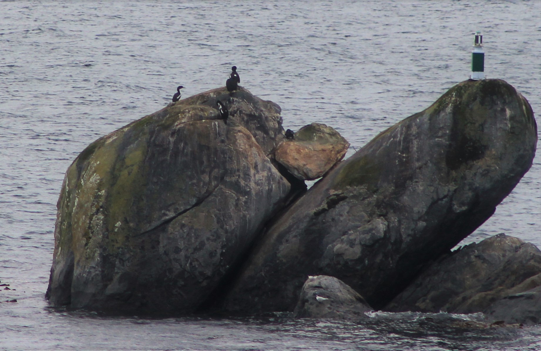 Foveaux Shags (Leucocarbo stewarti)