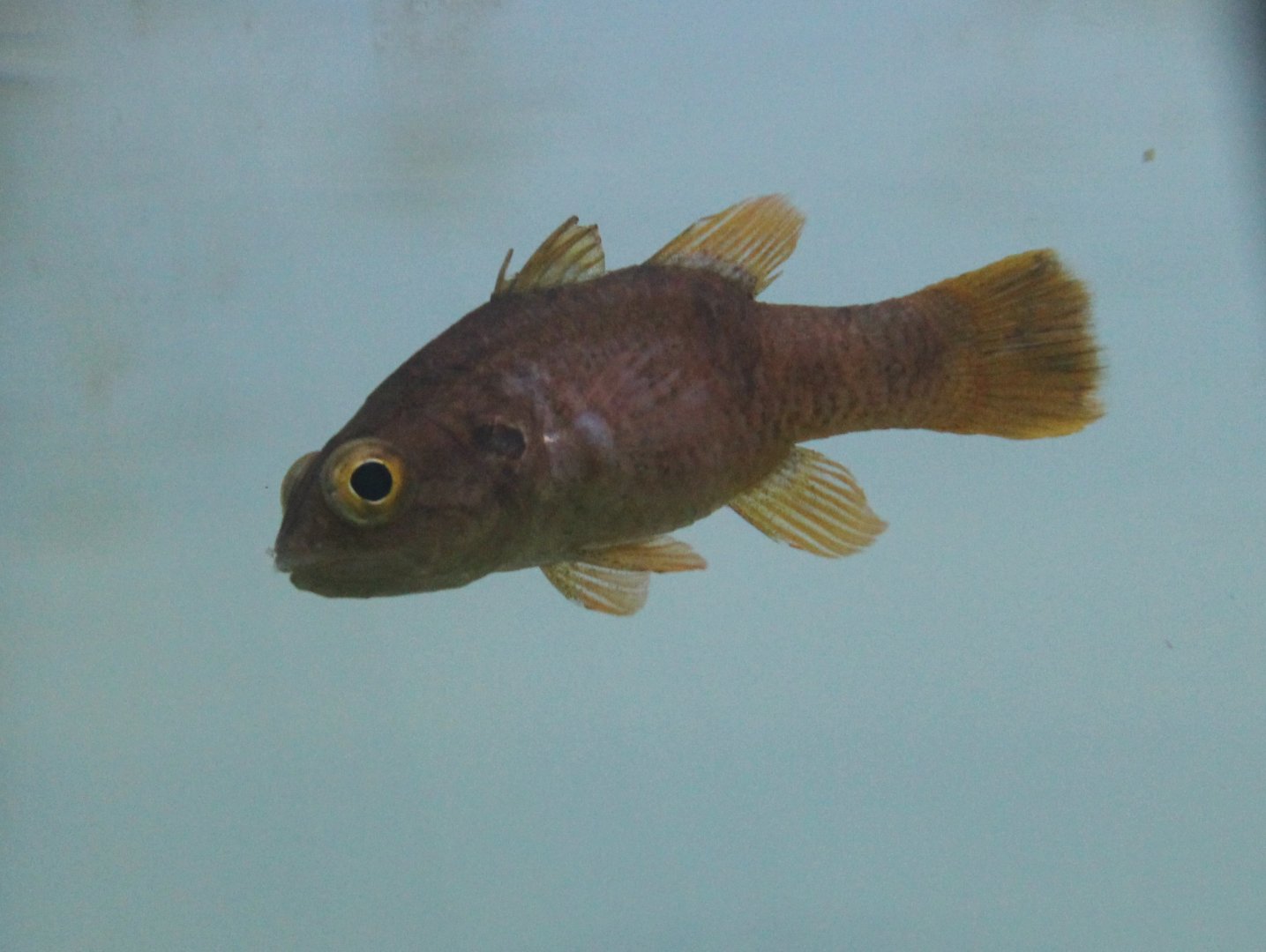 Fowleria cardinalfish - Fowleria isostigma