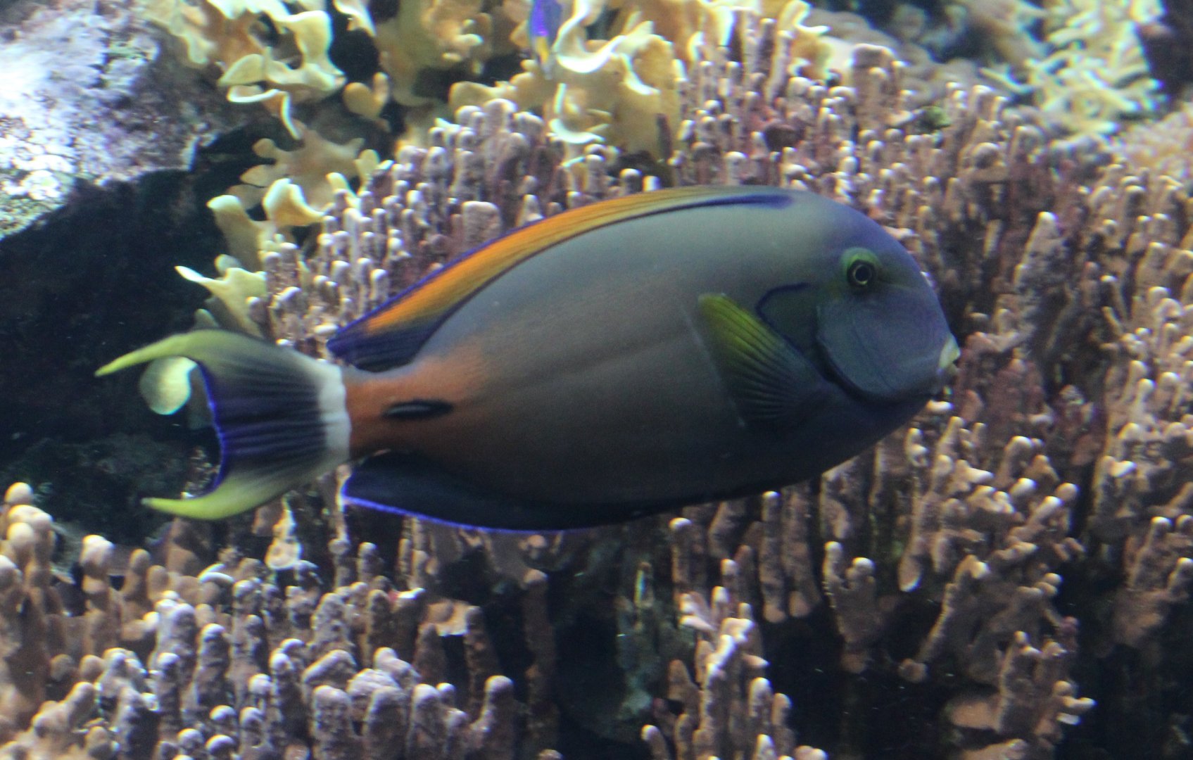 Fowler's surgeonfish - Acanthurus fowleri