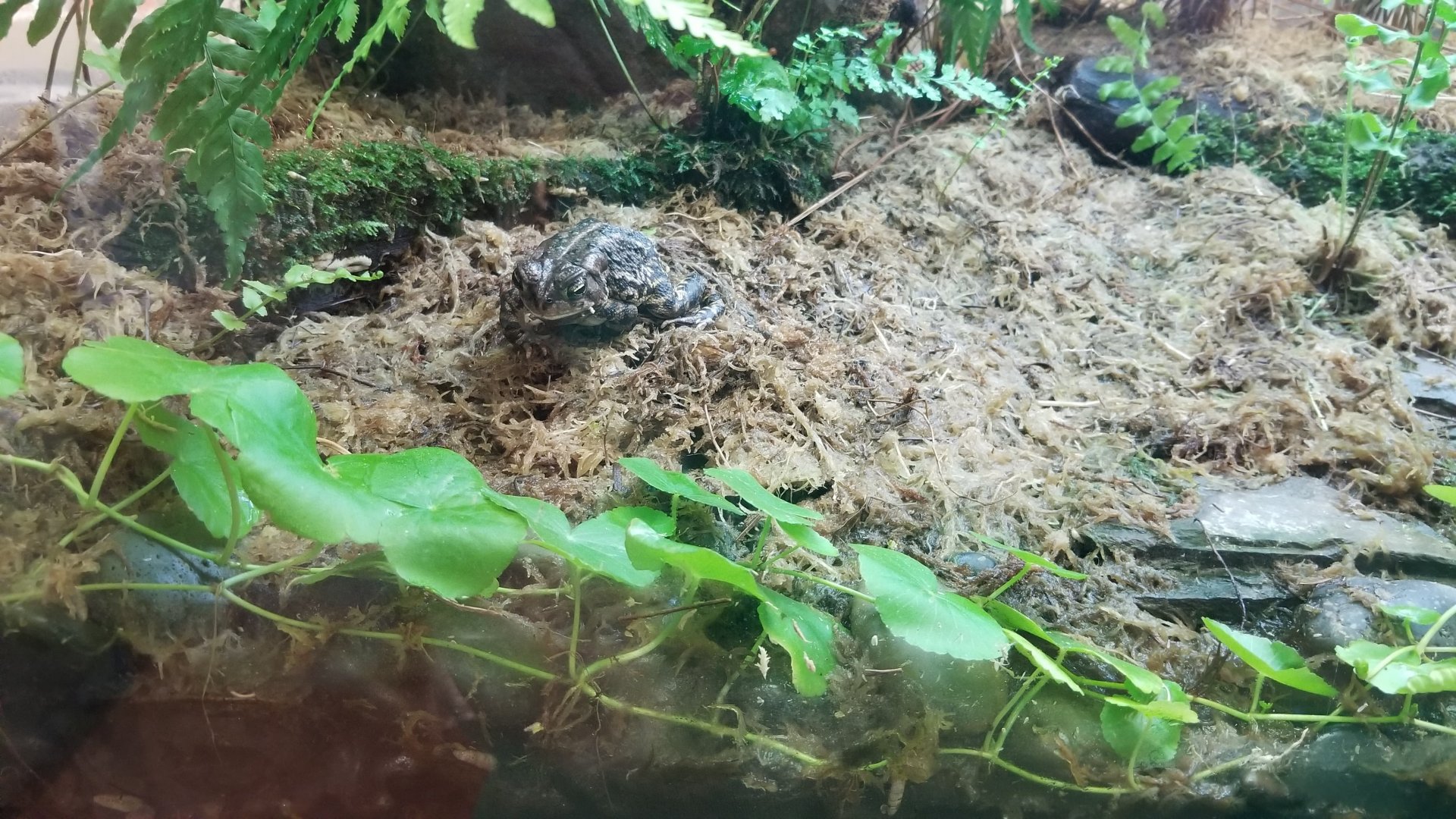 Fowler's Toad, Amazonia