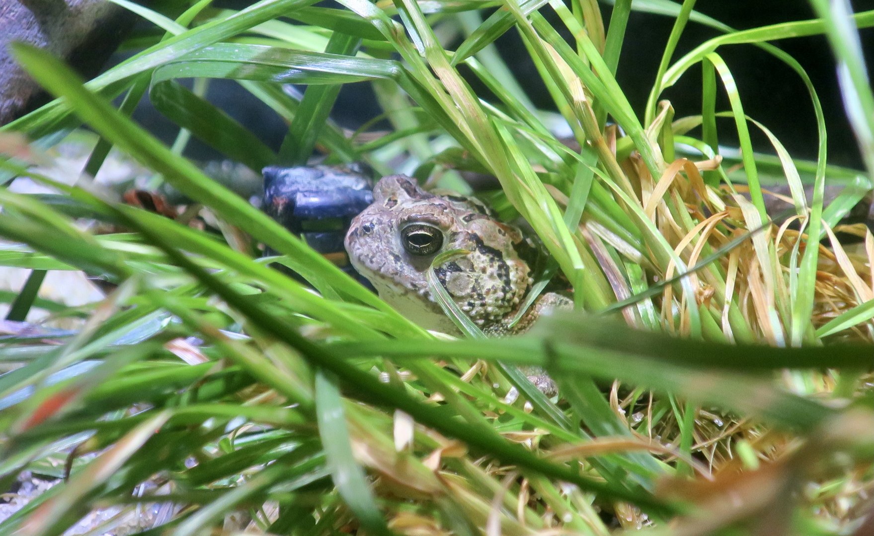 Fowler's Toad (Anaxyrus fowleri) - Cold Spring Harbor Fish Hatchery & Aquarium