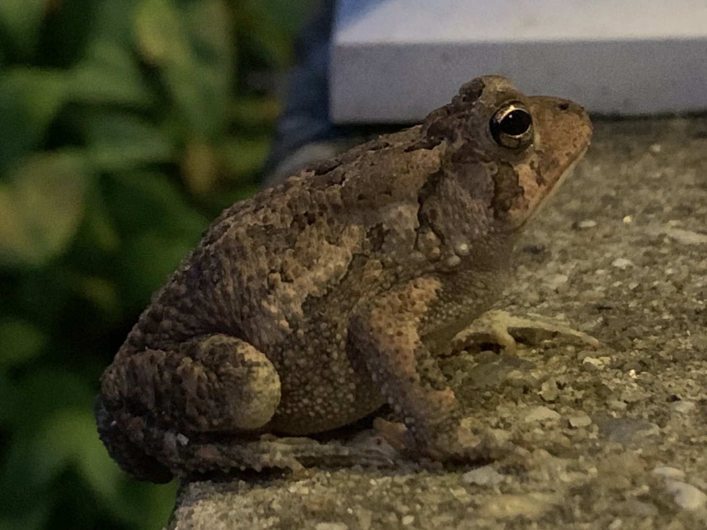 Fowler’s Toad (Anaxyrus fowleri)
