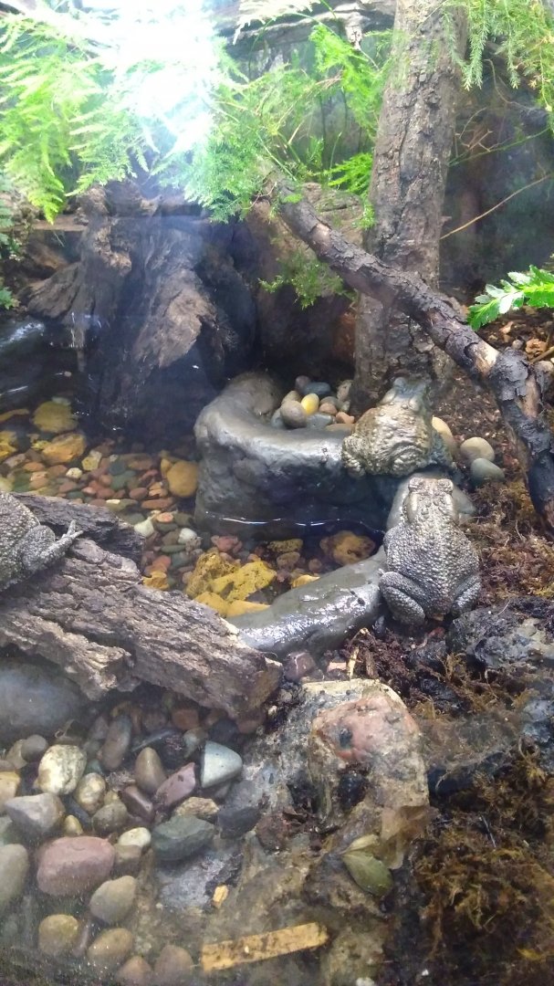 Fowler's toad and American toad