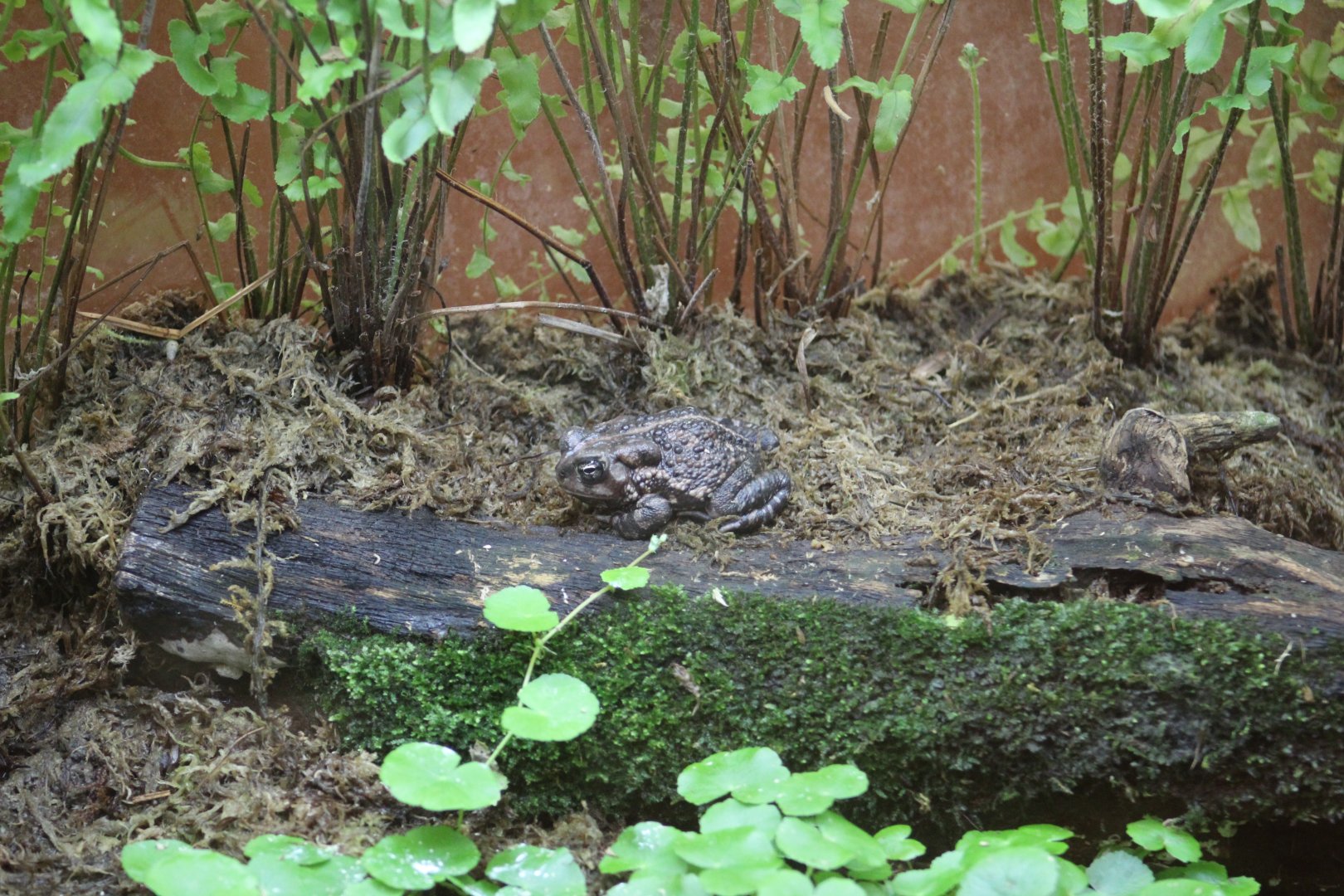 Fowler's Toad