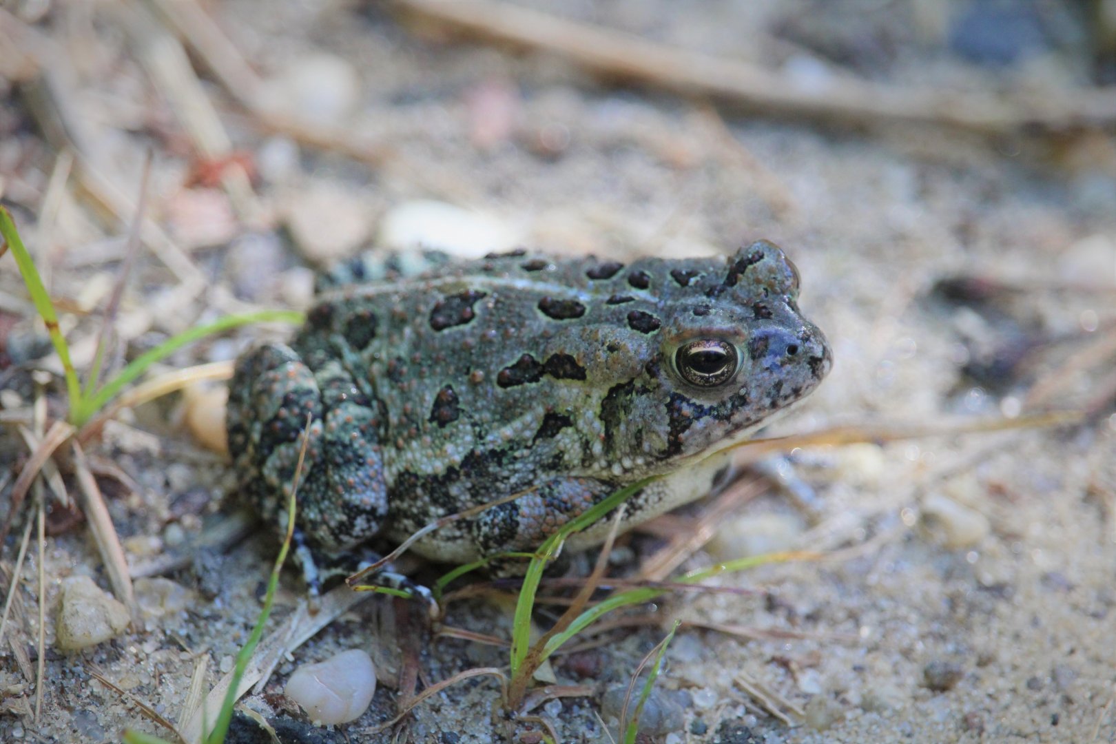 Fowler's Toad