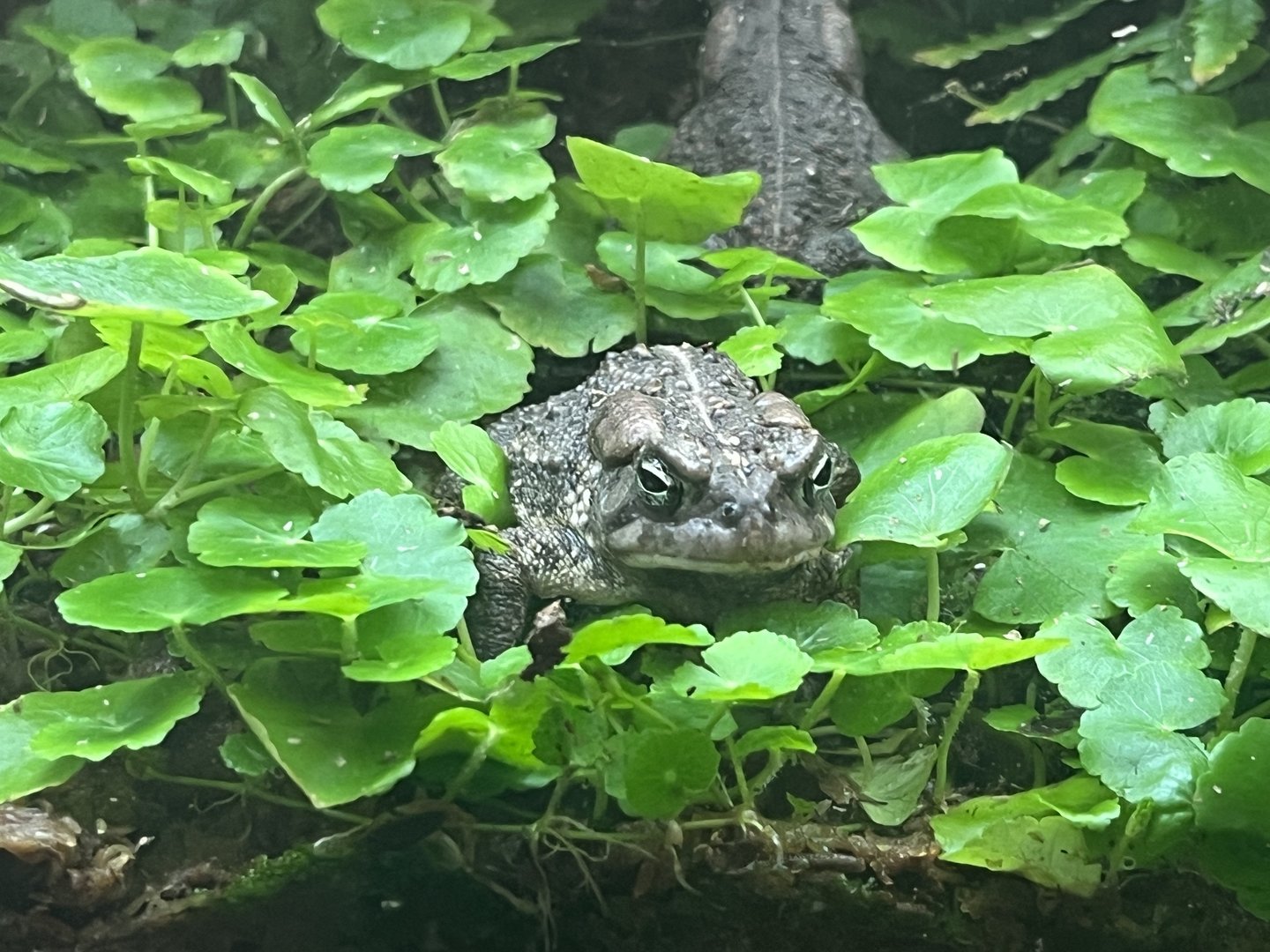Fowler's Toad