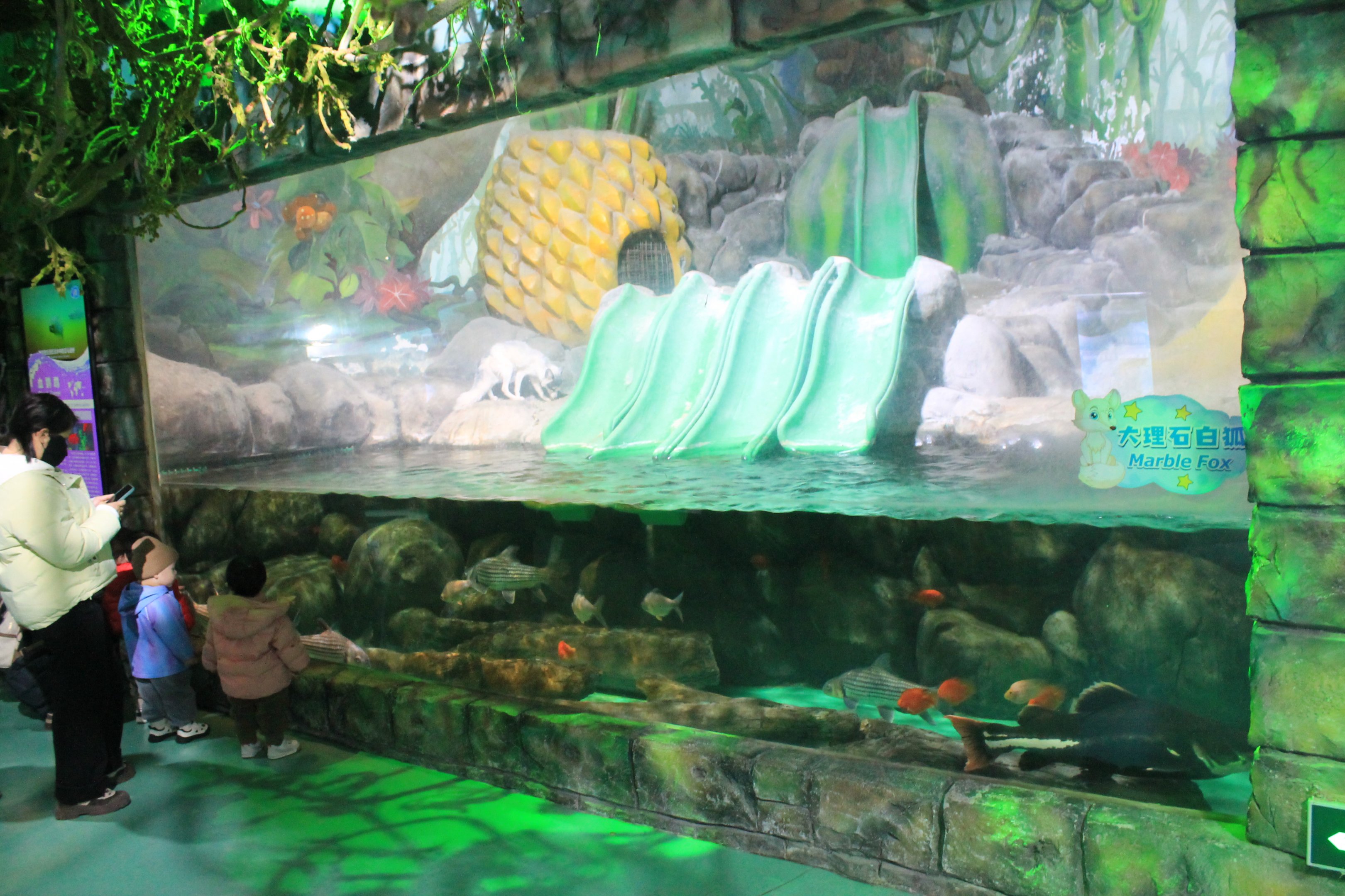 Fox aquarium at Fantasy Aquarium, Xi'an