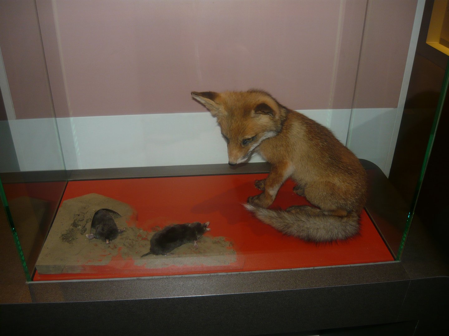 Fox cub and Moles