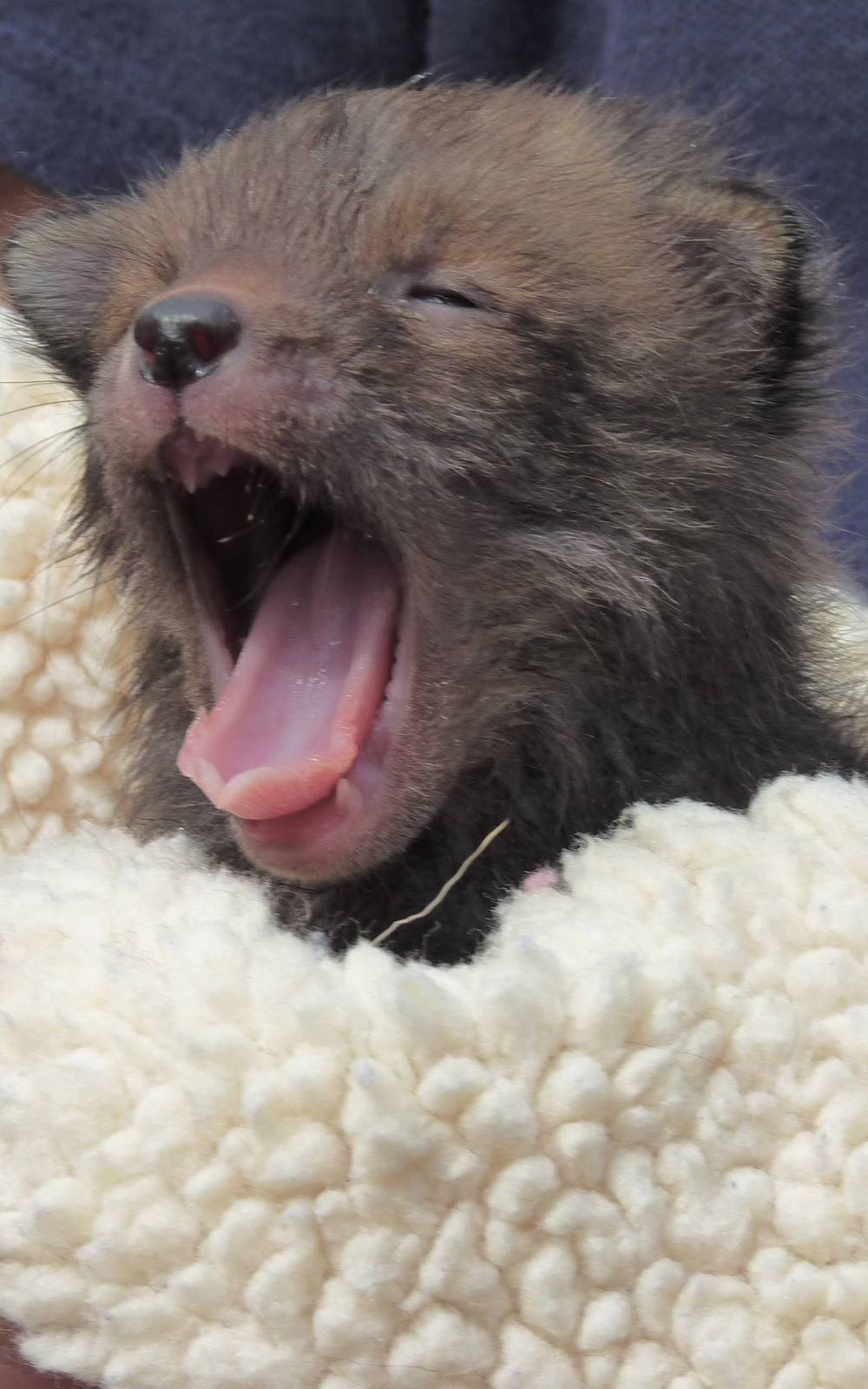 Fox Cub at Secret World Wildlife Rescue