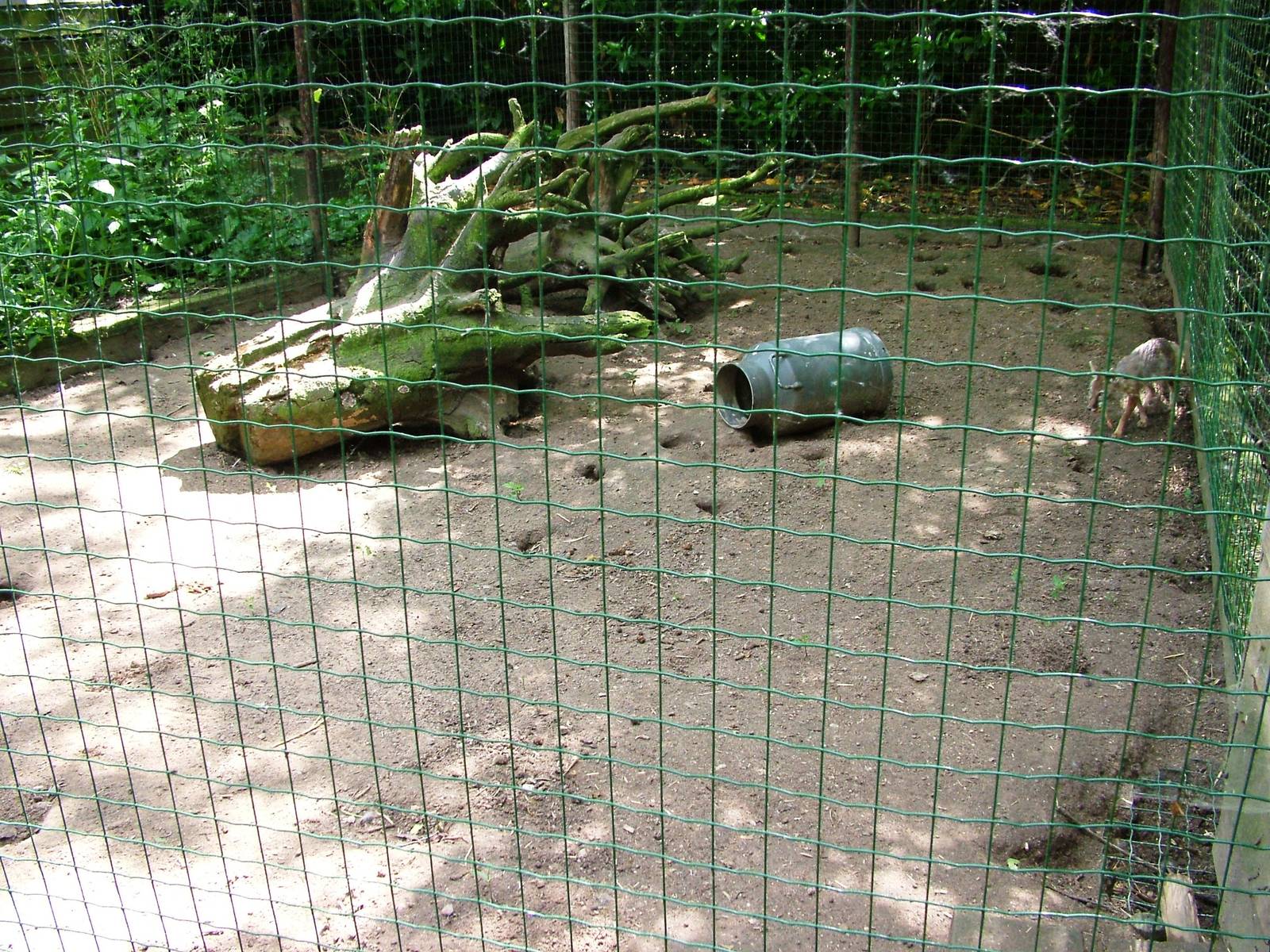 Fox Enclosure at De Paay, 02/06/12