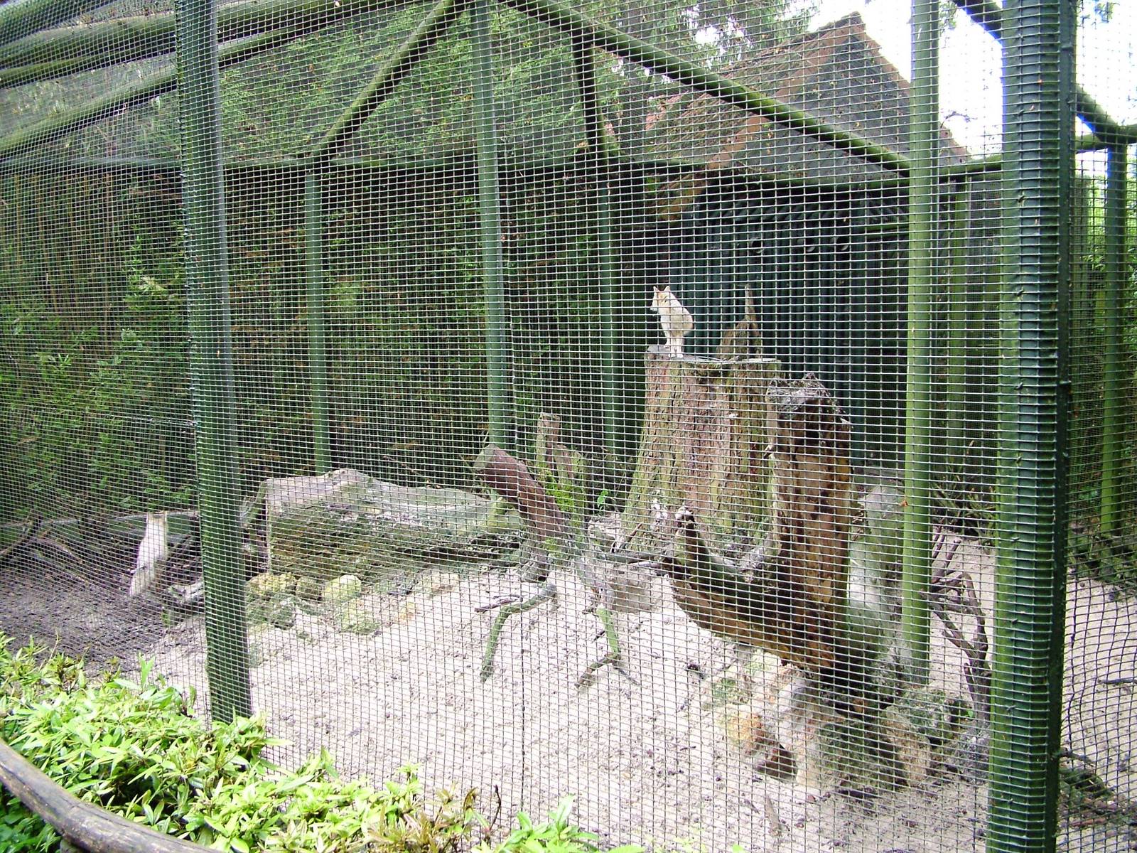 Fox Enclosure at Wissel Zoo, Epe, 01/06/12